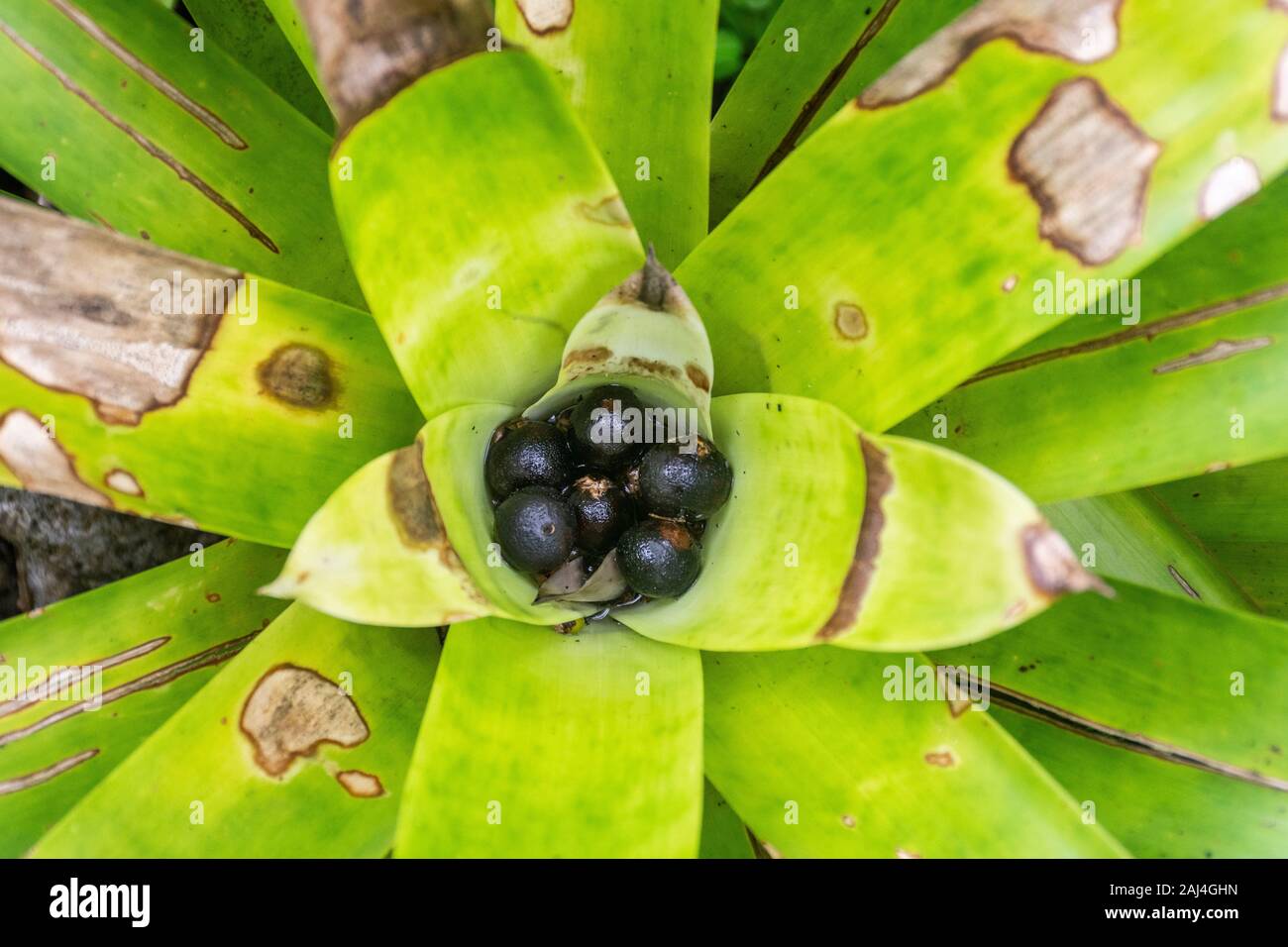 Bromeliad plant seen from above with jussara coconuts inside, rainforest of Mantiqueira Mountains, Rio de Janeiro, Brazil Stock Photo