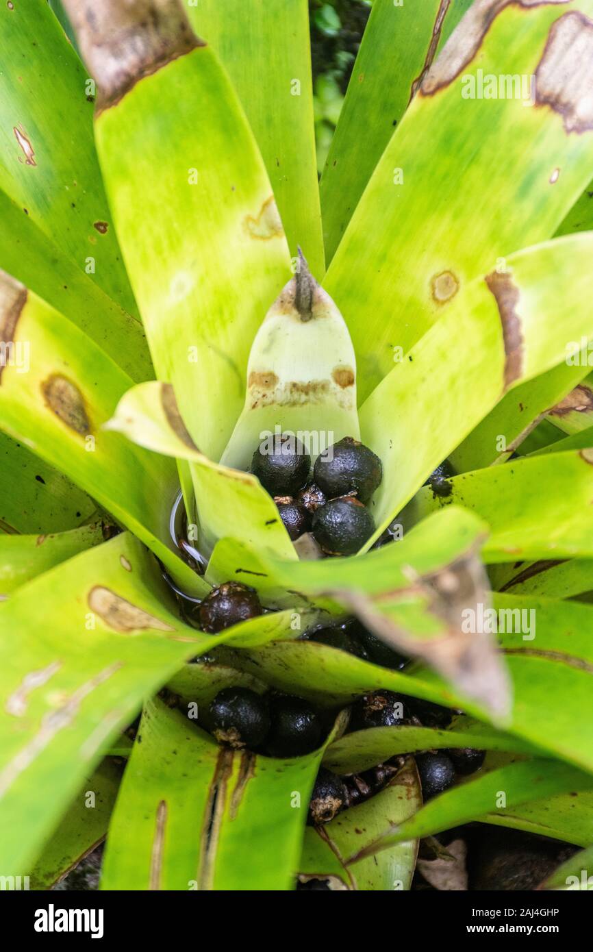 Bromeliad plant seen from above with jussara coconuts inside, rainforest of Mantiqueira Mountains, Rio de Janeiro, Brazil Stock Photo