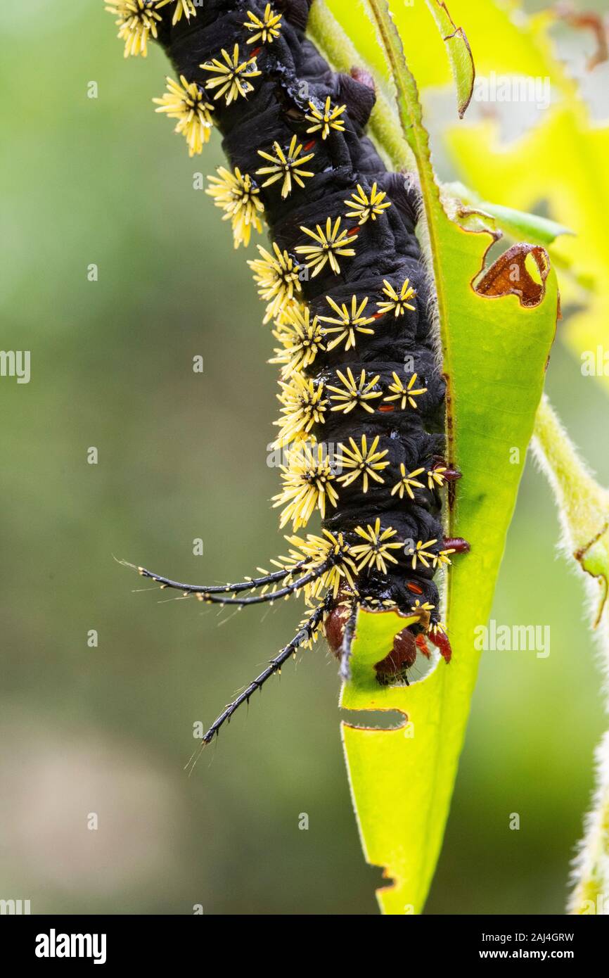 Big and spiky black and yellow moth caterpillar on rainforest tree