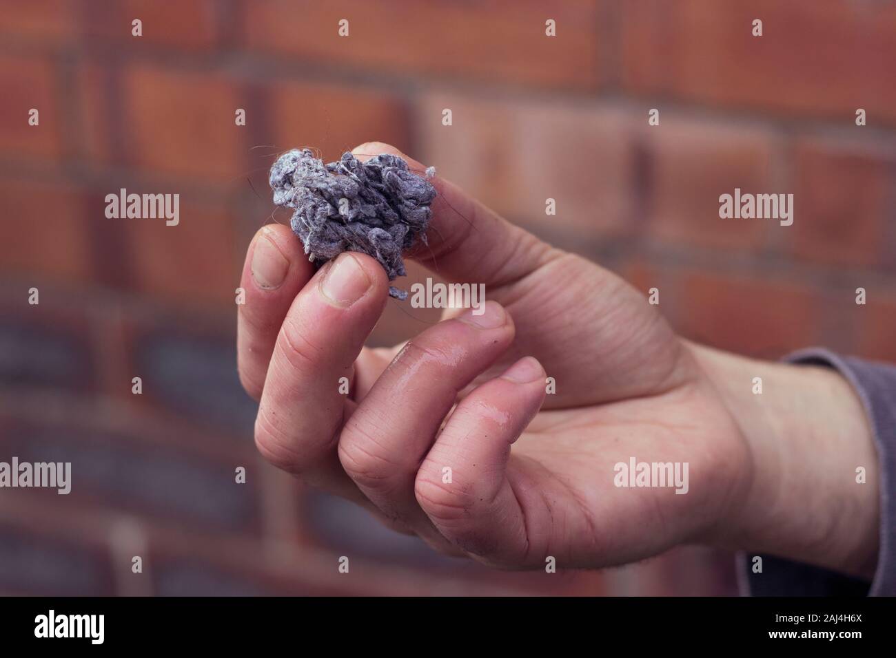 Fluff / lint on laundry after removing from clothing dryer isolated on white background.Woman