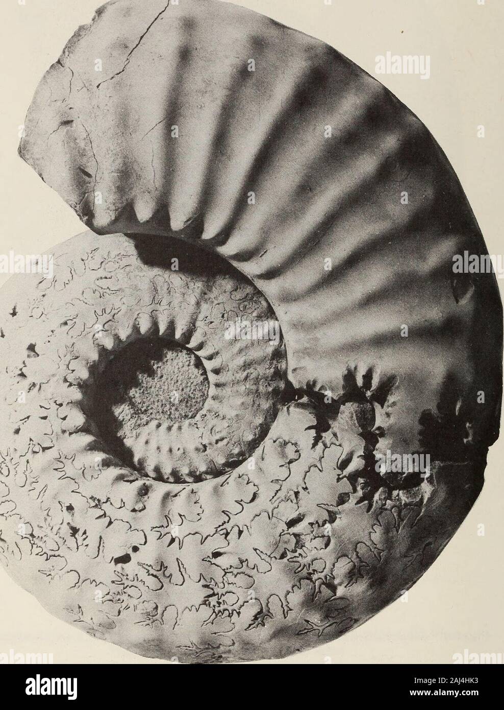 Paratype Specimen High Resolution Stock Photography And Images Alamy