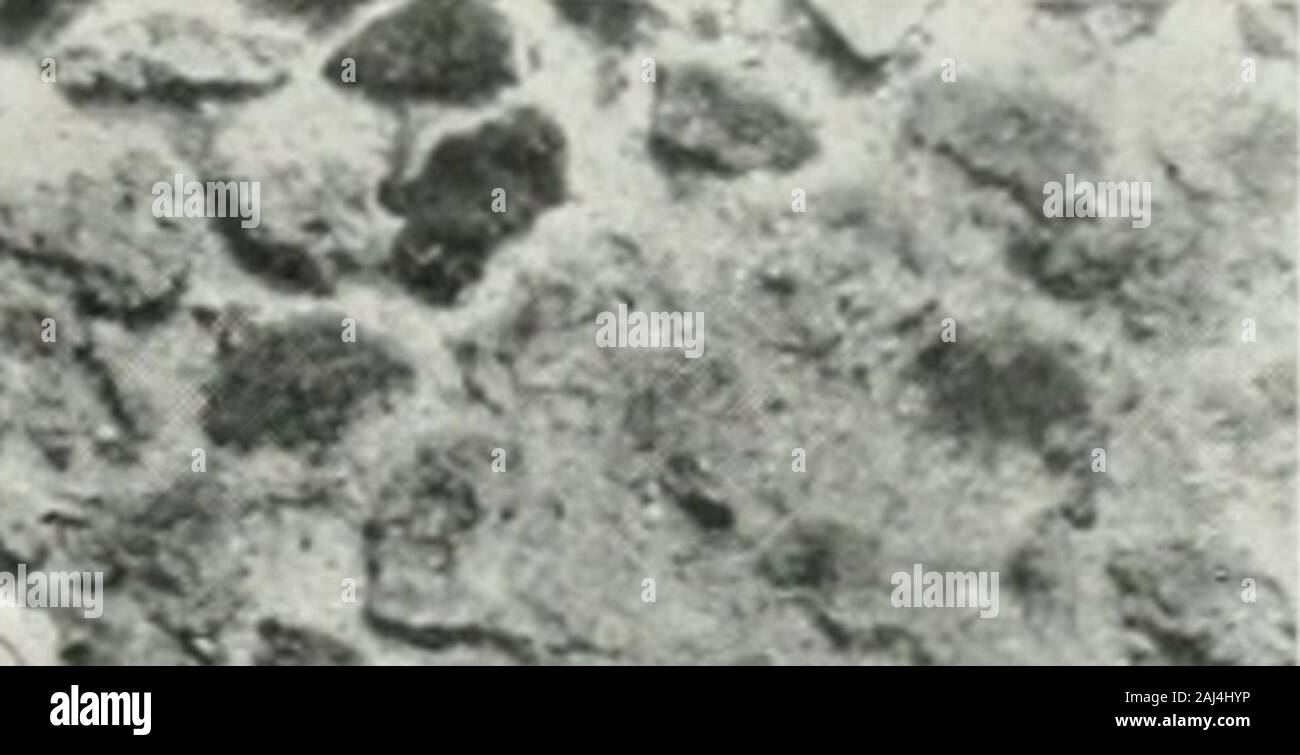 Page 8 - Ornee High Resolution Stock Photography and Images ...