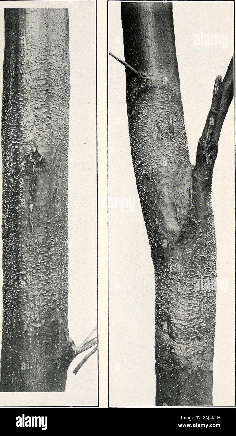 Field studies on the dissemination and growth of the chestnut blight fungus [microform] . Hypertrophj^ type of canker.. Cankers showing stromata. Stock Photo