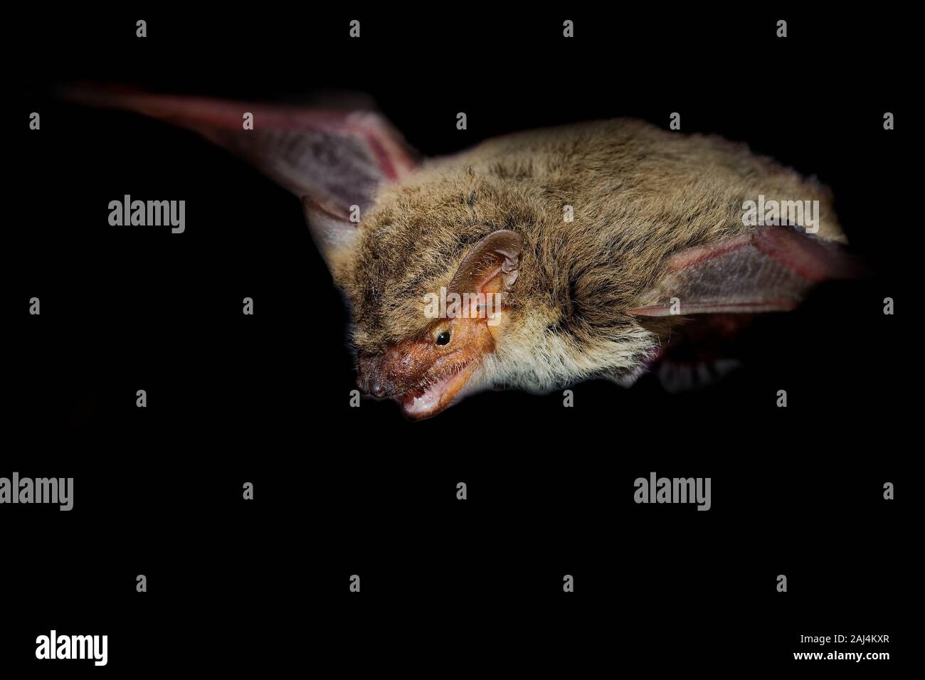 Egyptian (Kuhl) Pipistrelle - Pipistrellus deserti or kuhlii or  Pipistrellus aegyptius, vesper bat living in temperate forests, subtropical or tropic Stock Photo