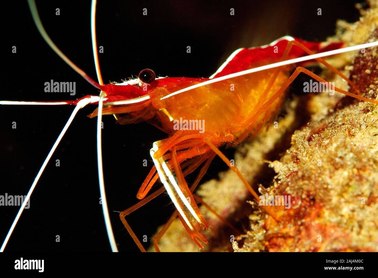 Crustacea Class High Resolution Stock Photography And Images Alamy