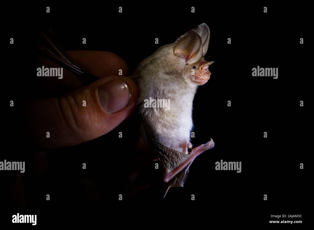 Trident bat or trident leaf-nosed bat - Asellia tridens species of bat in Hipposideridae, natural habitats are subtropical or tropical dry forests, dr Stock Photo