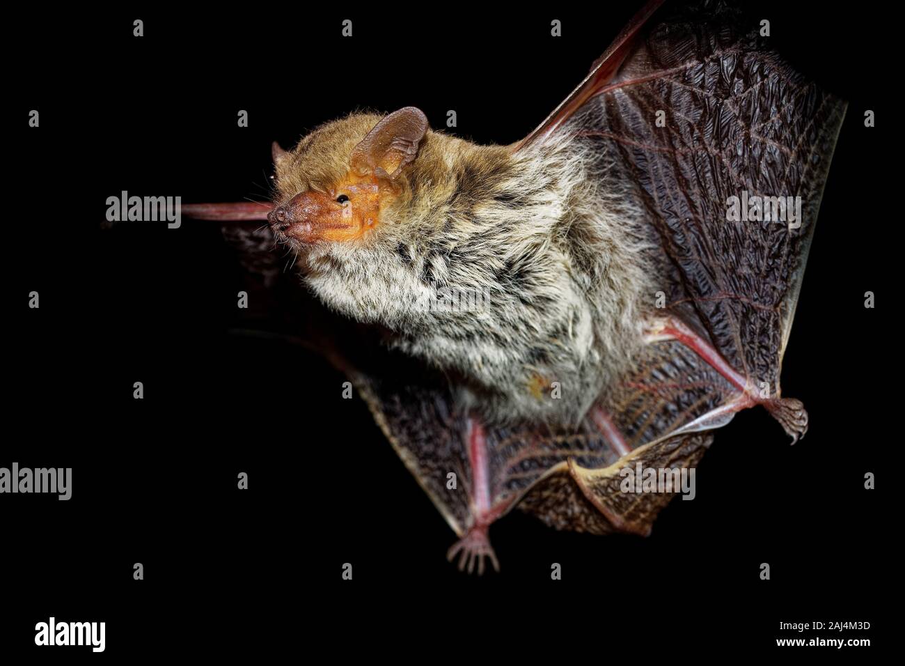 Egyptian (Kuhl) Pipistrelle - Pipistrellus deserti or kuhlii or  Pipistrellus aegyptius, vesper bat living in temperate forests, subtropical or tropic Stock Photo