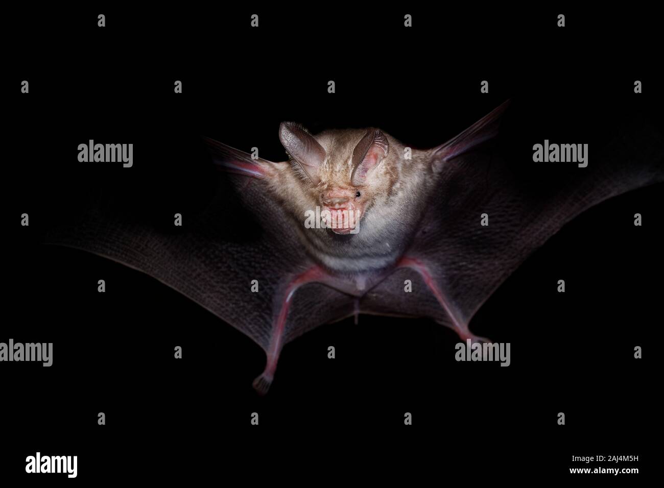 Trident bat or trident leaf-nosed bat - Asellia tridens species of bat in Hipposideridae, natural habitats are subtropical or tropical dry forests, dr Stock Photo