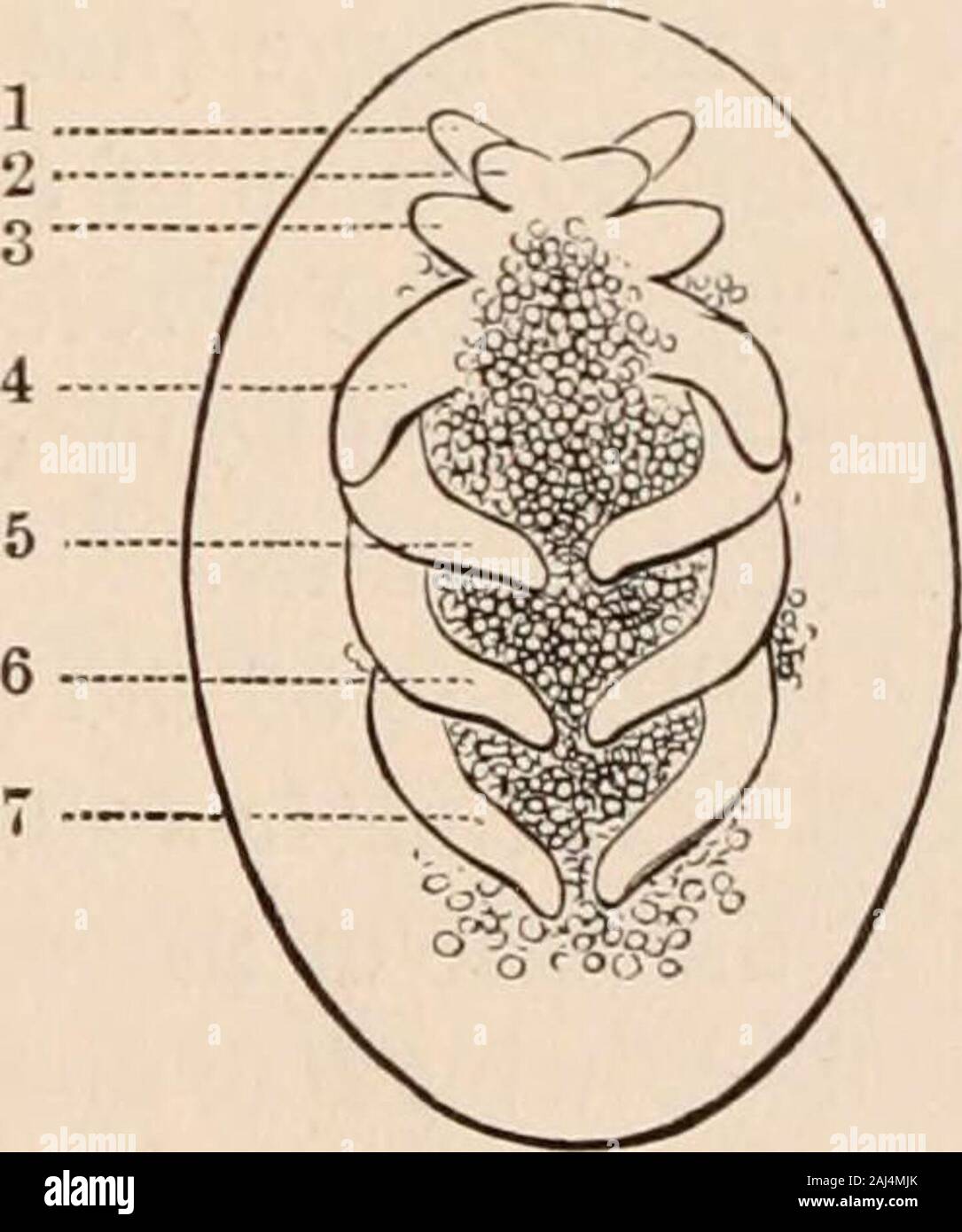Guide to the study of insects, and a treatise on those injurious and beneficial to crops: for the use of colleges, farm-schools, and agriculturists . Fig. 57.. Fig. 58. out, with the rudiments of the limbs and mouth-parts ; and thesternites, or ventral walls, of the thorax and of the two basalrings of the head appear. The anterior part of the head, in-cluding the so-called procephalic lobes overhangs and con- FIG. 57. Side view of embryo. The procephalic lobes are not shown. 1, antennae;2, mandibles; 3, maxilla;; 4, second maxillae (labium); 5-7, legs. These numbersand letters are the same in Stock Photo