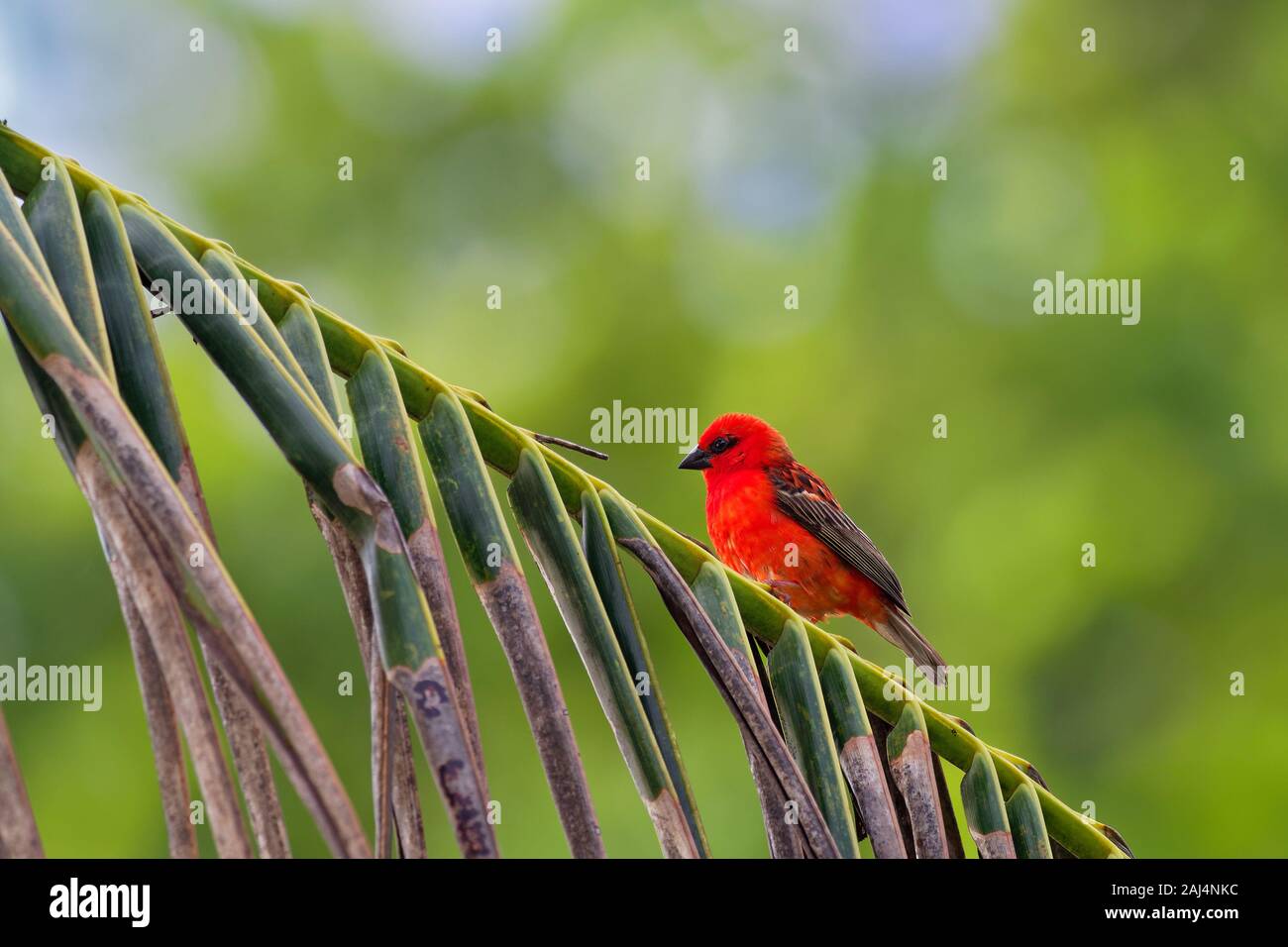 Madagascar Red Fody - Foudia madagascariensis red bird on the green and palm tree found in forest clearings, grasslands and cultivated areas, in Madag Stock Photo