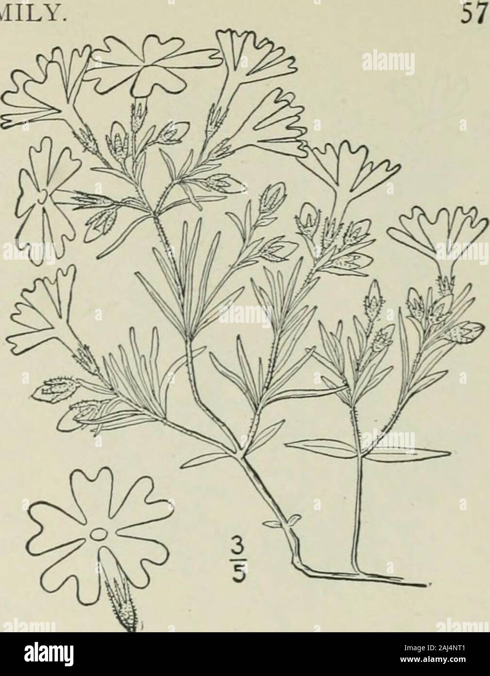 An illustrated flora of the northern United States, Canada and the British possessions : from Newfoundland to the parallel of the southern boundary of Virginia and from the Atlantic Ocean westward to the 102nd meridian . 12. Phlox Kelseyi Eritton. KelseysPhlox. Fig. 3465. p. Kelseyi Britton, Bull. Torn Club 19 : 225. 1892. ^lany-stemmed from a woody root, thestems spreading, creeping, or ascending, some-times 8 long, glabrous, or slightly pubescentabove, very leafy. Leaves oblong, or linear-oblong, sessile, glabrous, or nearly so 3-i2long, i-2 wide, or the upper longer andnarrower, thick, rigi Stock Photo