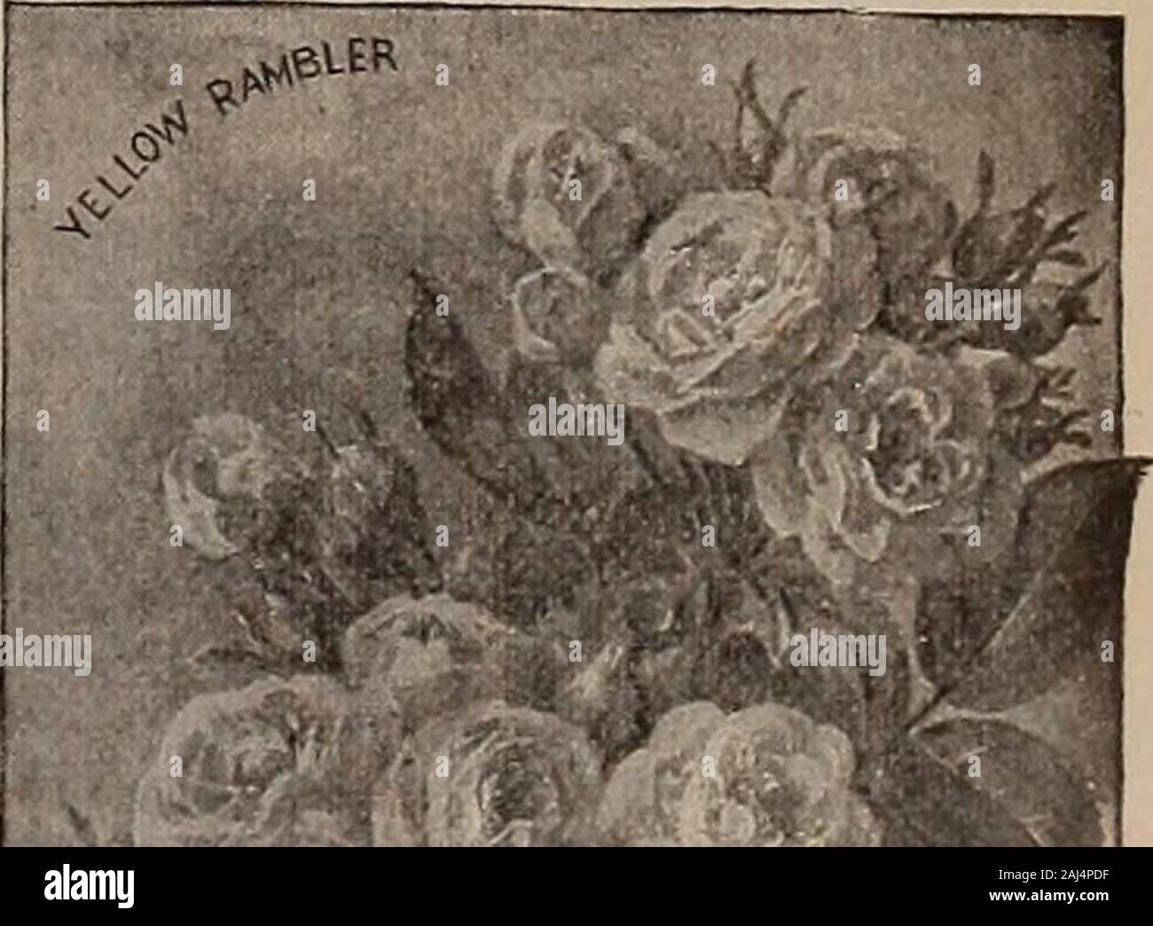 Rosa blush rambler hi-res stock photography and images - Alamy