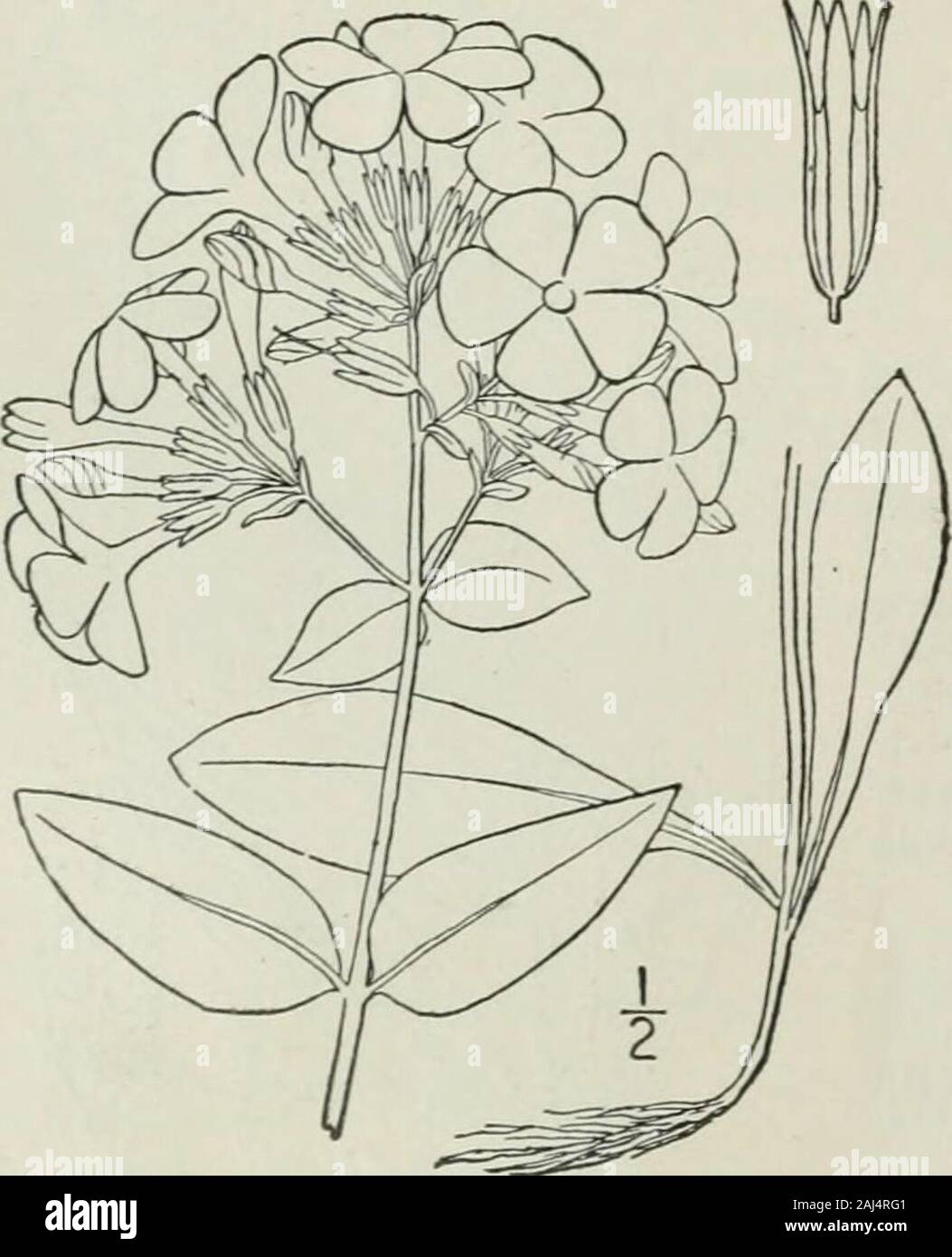 An illustrated flora of the northern United States, Canada and the British possessions : from Newfoundland to the parallel of the southern boundary of Virginia and from the Atlantic Ocean westward to the 102nd meridian . 4. Phlox ovata L. ^Mountain Phlox.Fig. 3457. Phlox ovata L, Sp. PL 152. i753- Phlox Carolina L. Sp. PI. Ed. 2, 216. 1762. Glabrous or nearly so throughout; stems sim-ple, slender, ascending from a decumbent base,i°-2° high. Leaves rather firm, the upper ovateor ovate-lanceolate, sessile by a rounded or sub-cordate base, acute at the apex, 1-2 long, thelower and basal ones long Stock Photo