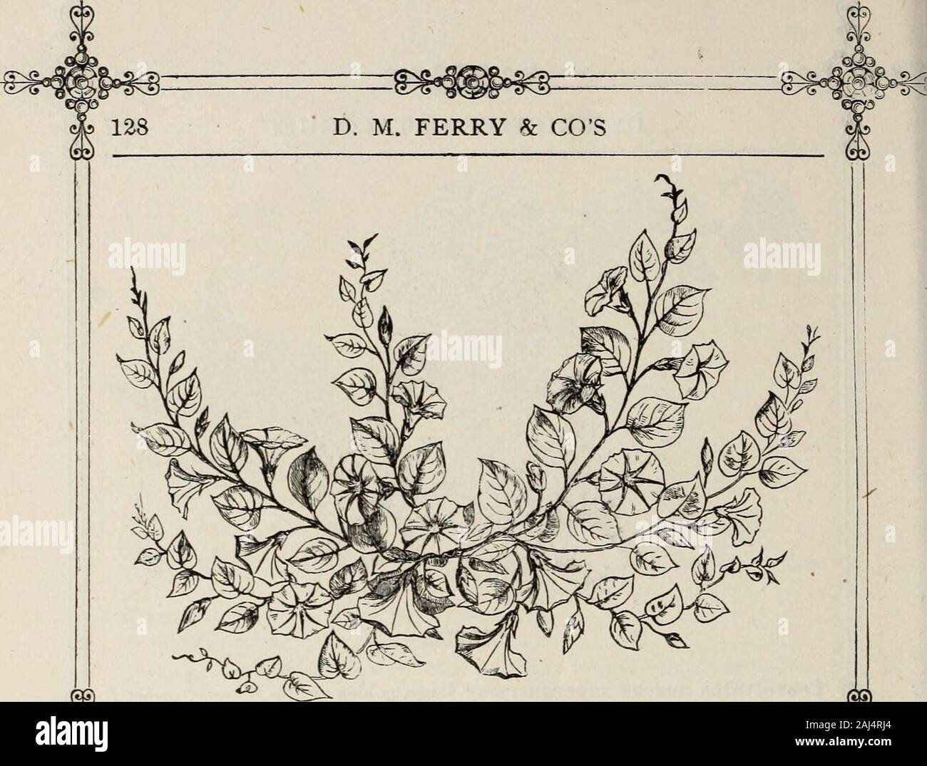 D M Ferry & Co's seed annual 1875 . CONVOLVULUS, Mauritanicus. habit. Sow in the Spring, and thin out the plants. In bloom from July to November. Crepis barbata, yellow, with purple eye. rubra, bright red. * flore aibo, white. mixed, seeds of the above varieties mixed. CUCURBITA. (See Gourds.1 CUPHEA. An ornamental and very beautiful family of profuse-blooming plants, to betreated same as Verbenas. Half-hardy perennial.Cnphea silenoides, dark crimson-brown ; fine. Ziliipanii) large, violet-red flowers . splendid. mixed) seeds of the above varieties mixed. CYCLAMEN Well known and universally ad Stock Photo