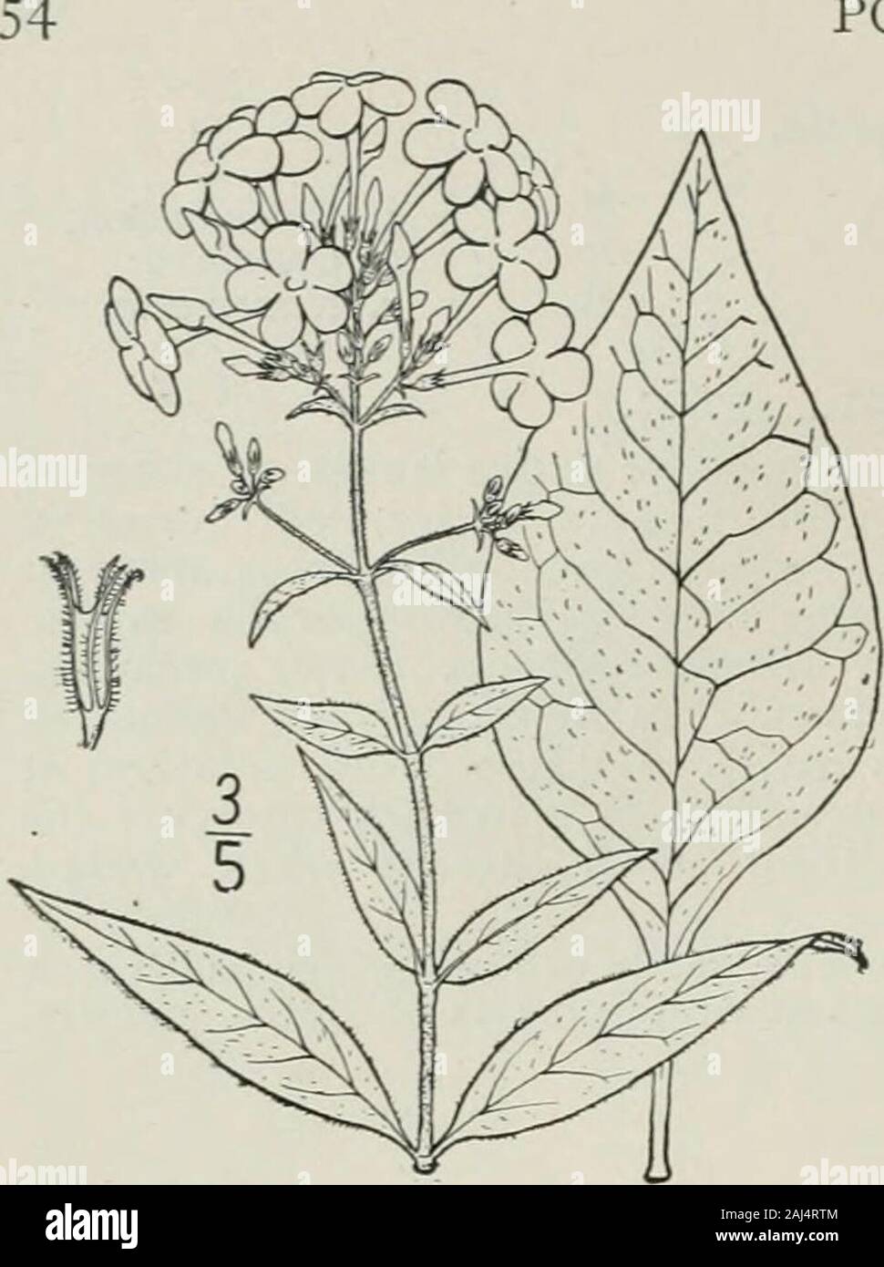 An illustrated flora of the northern United States, Canada and the British possessions : from Newfoundland to the parallel of the southern boundary of Virginia and from the Atlantic Ocean westward to the 102nd meridian . POLEMOXIACEAE. Vol. III. 2. Phlox amplifolia Britton. Large-leavedPhlox. Fig. 3455. Phlox amplifolia Britton, Man. 757. 1901. Stem villous or glandular-villous, at least above,2°-3i° high. Leaves large and broad, 2i-6 long,iV-2i wide, roughish above, the upper sessile, thelower ones, or some of them, narrowed, usuallyabruptly, into winged petioles which are sometimesone-third Stock Photo