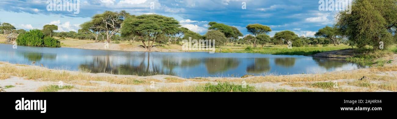 Reflective Watering Hole in Tanzania Stock Photo