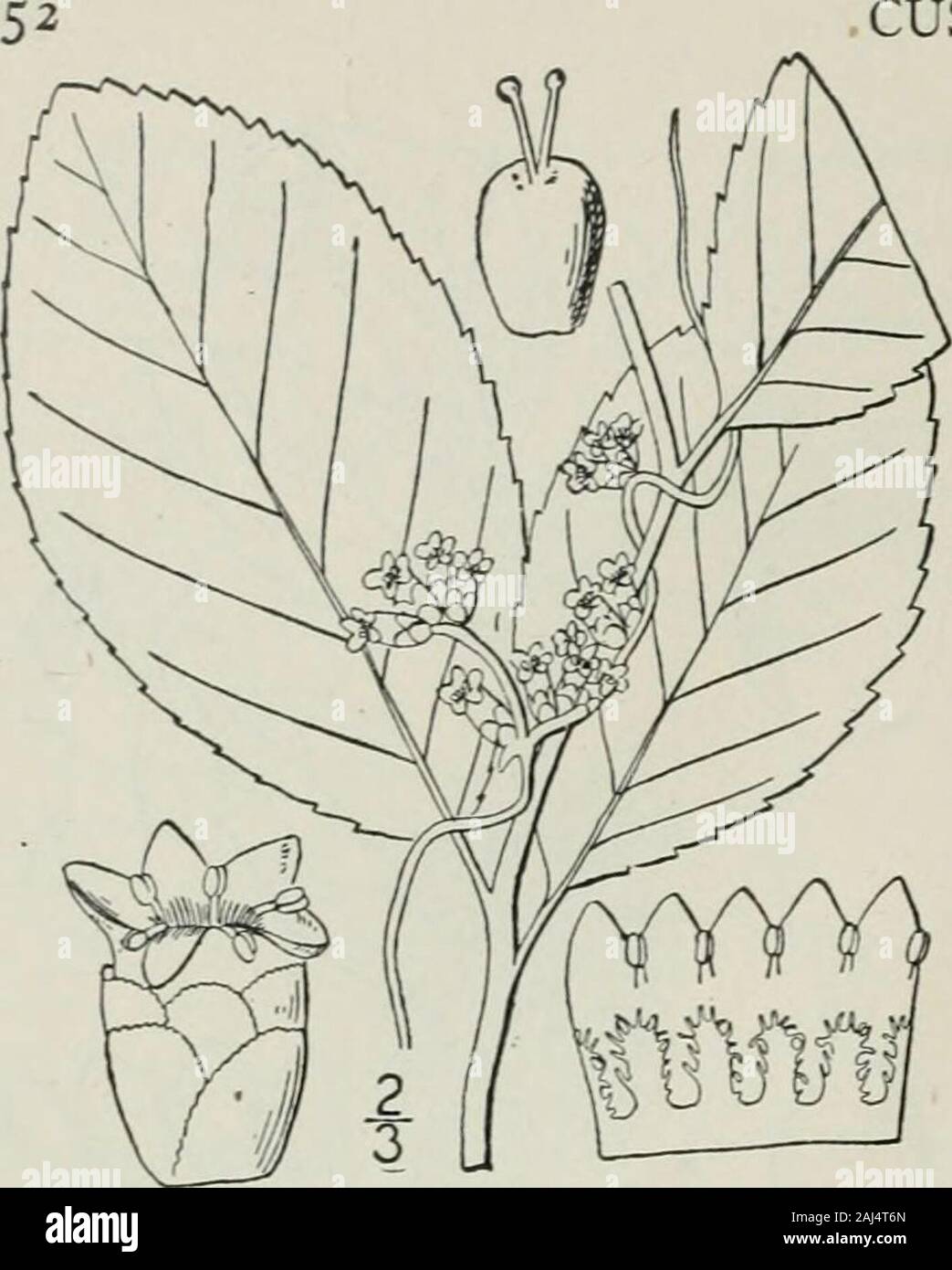 An illustrated flora of the northern United States, Canada and the British possessions : from Newfoundland to the parallel of the southern boundary of Virginia and from the Atlantic Ocean westward to the 102nd meridian . CUSCUTACEAE. Vol. III. II. Cuscuta compacta Juss. CompactDodder. Love-vine. Fig. 3452. Cuscuta compacta Juss.; Choisy, Mem, Soc. Gen. 9: 281. t. 4. f. 2. 1841. Plant yellowish white, stems rather stout; flow-ers about 2 long, closely sessile in dense clusters.Calyx of 5 (rarely 4) distinct oval crenulate ob-tuse sepals, subtended by 3-5 similar rhombic-orbicular appressed serr Stock Photo