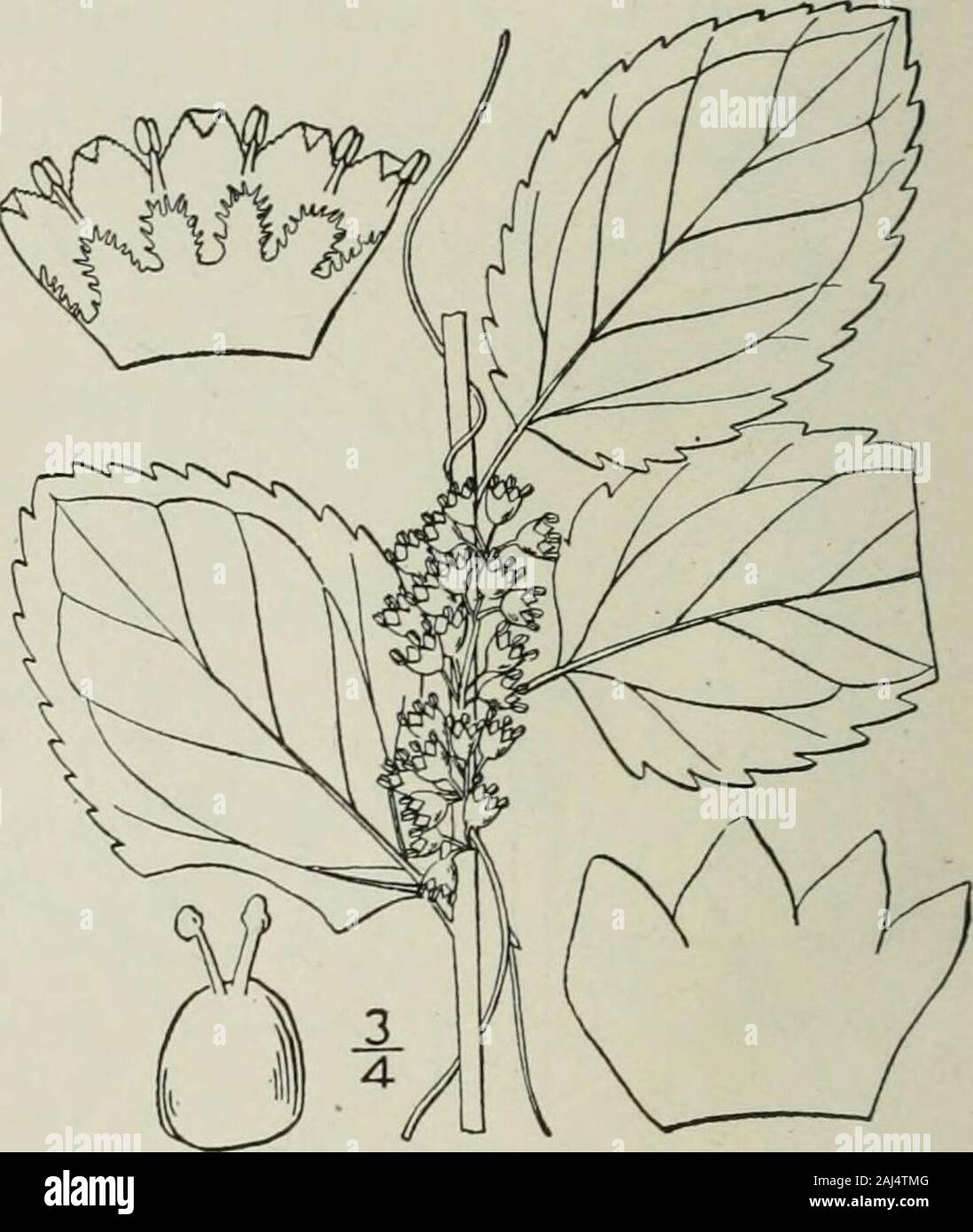 An illustrated flora of the northern United States, Canada and the British possessions : from Newfoundland to the parallel of the southern boundary of Virginia and from the Atlantic Ocean westward to the 102nd meridian . 7. Cuscuta Cephalanthi Engelm. Button-bush Dodder. Fig. 3448. Cuscuta Cephalanthi Engelm. Am. Journ. Sci. 43: 336.pi. 6. f. 1-6. 1842. Cuscuta tenuiflora Engelm.; A, Gray, Man. 350. 1848. Plant yellow, stems rather coarse; flowers abouti long, short-pedicelled, clustered; calyx 5-lobed,the lobes ovate, obtuse, shorter than the corolla-tube;corolla cylindric-campanulate, its lo Stock Photo