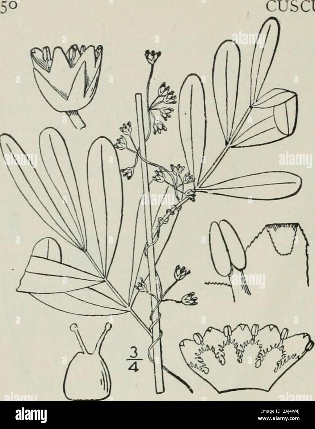 An illustrated flora of the northern United States, Canada and the British possessions : from Newfoundland to the parallel of the southern boundary of Virginia and from the Atlantic Ocean westward to the 102nd meridian . CUSCUTACEAE. Vol. III. 5. Cuscuta indecora Choisy, PrettyDodder. Fig. 3446. Cuscuta indecora Choisy, Mem. Soc. Gen. 9: 278. pi. 3. f. 5- ^841.C, pitlcherruna Scheele, Linnaea 21 : 750. 1848.Cuscuta decora Choisy; Engelm. Trans. St. Louis Acad. 1: 501. 1859. Stems rather stout; flowers i4 long, pedi-celled in loose cymes, more or less papillose.Calyx 5-lobed, the lobes ovate to Stock Photo