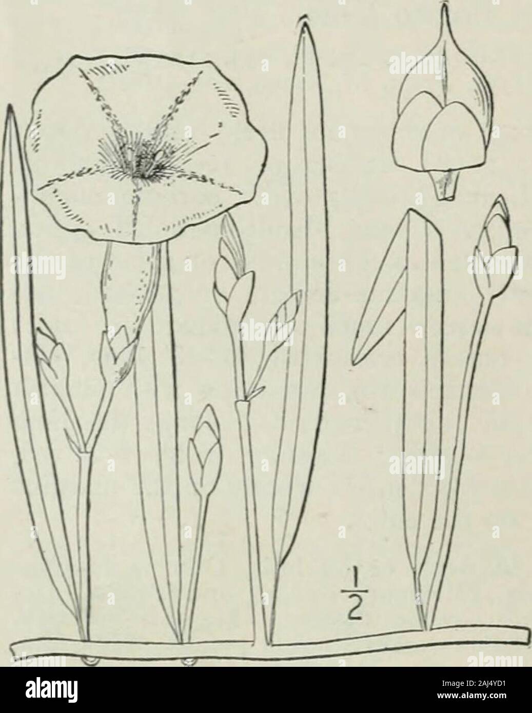 An illustrated flora of the northern United States, Canada and the British possessions : from Newfoundland to the parallel of the southern boundary of Virginia and from the Atlantic Ocean westward to the 102nd meridian . 4. Ipomoea leptophylla Torr. Bushr^Iorning-1 glory. Fig. 3433. Ipomoea leptophylla Torr. in Frem. Rep. 95. 1845. Perennial from an enormous root, which some-times weighs 25 lbs., glabrous throughout; stemserect, ascending or reclining, rather stout, 2°-4°long, much branched. Leaves narrowly linear, en-tire, acute, 2-5 long, i-3 wide; petioles veryshort; peduncles stout, nearly Stock Photo