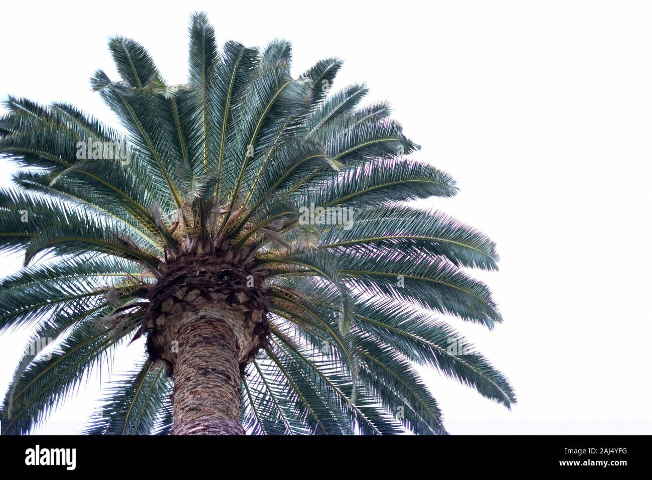 Ornamental palm tree isolated on pale white sky background. Stock Photo