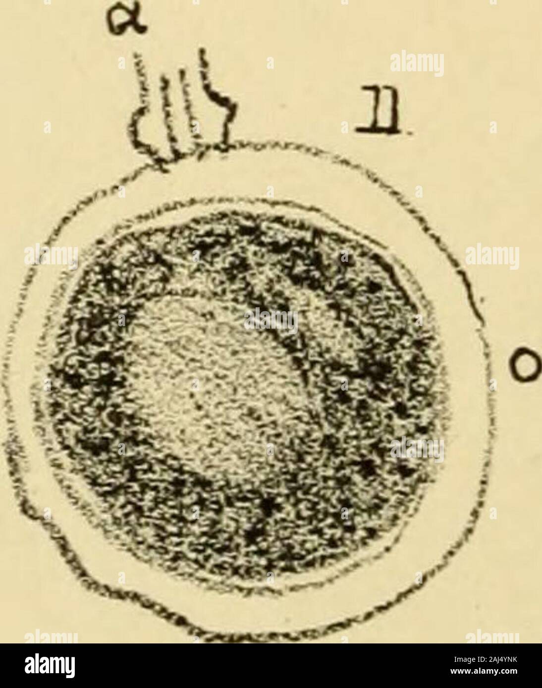 The Journal of microscopy and natural science . P&ronosporoy oulsvrv&OrzbTru. THE JOURNAL OF MICROSCOPY AND NATURAL SCIENCE: the journal ofThe Postal Microscopical Society. OCTOBER, 1884. ®n tbe peronoepor^. By George Norman, M.R.C.S.E. Plates 20, 21, 22, 23, 24. Second Part. AVING given a general account of the life-historyof the Peronosporoe, we can now proceed to examinesome of the more striking members of the genus,beginning with those least known, and reserving thepotato fungus to the last. P. Gangliformis, the Lettuce Peronospora. Threads of the mycelium stout, now and thentorulose; suck Stock Photo