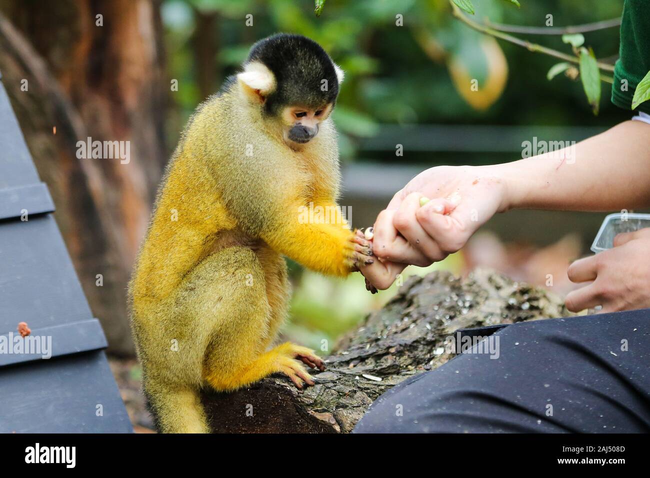 A zookeeper feeds a Squirrel Monkey during the annual stocktaking at ZSL London Zoo in central