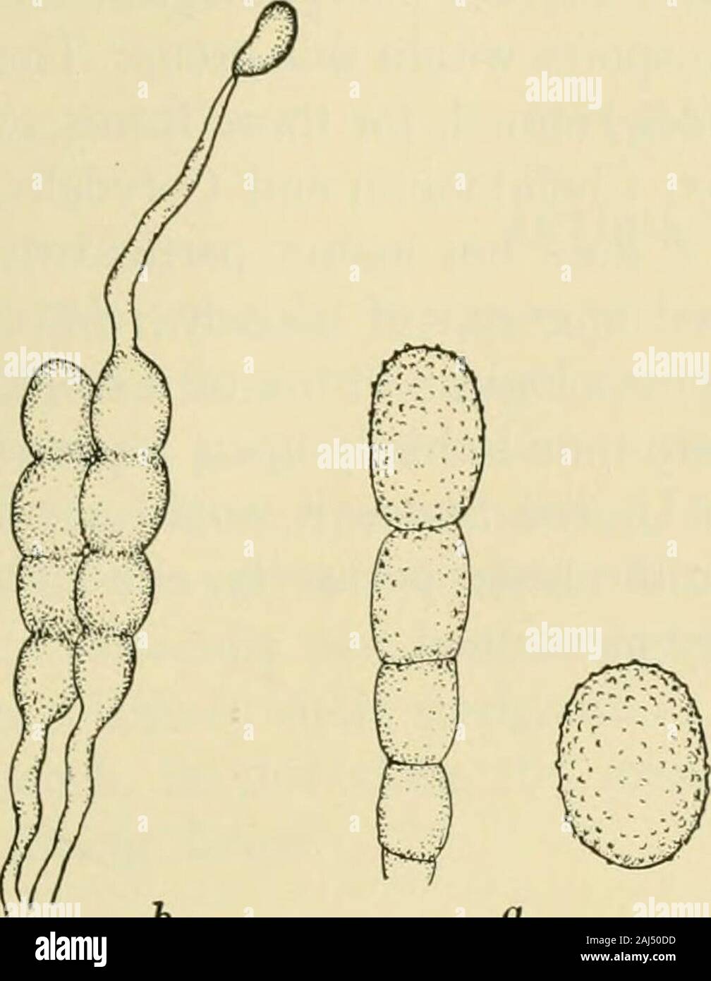Fungous diseases of plants . Fig. 212. Peridermium on Piine. (After Hartic PROTOBASIDIOMYCETES 437 tongue-shaped bodies .5-./ mm. high, opening by an irregular rup-ture of the peridium. The spores are, according to Arthur, coarsely verrucose with deciduous tuber-cles, except along one narrowline, where tubercles fail. The uredospores are producedin orange-yellow sori, which soonfade to nearly white. They aregenerally ellipsoidal, measuring27-30 X 17-22/x. The teleuto-spores are borne in crowdedwaxy masses, and are at maturitya chain of four basidial cells withina somewhat gelatinized commonwal Stock Photo