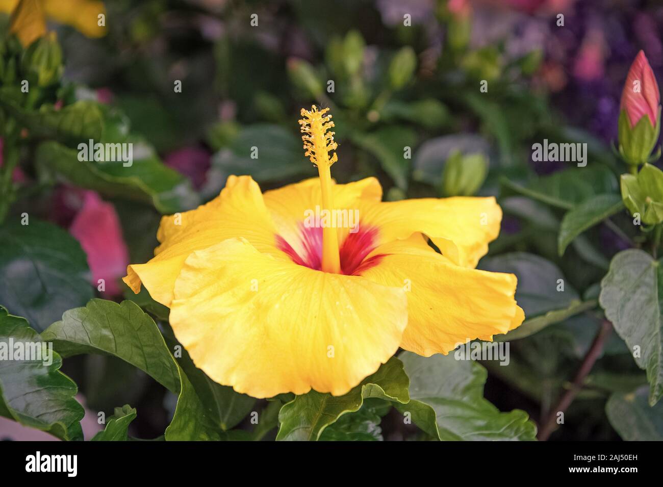 Hardy hibiscus rose of sharon and tropical hibiscus. Exotic plants and flowers. Gorgeous hibiscus flower close up. Flowers large conspicuous trumpet s Stock Photo