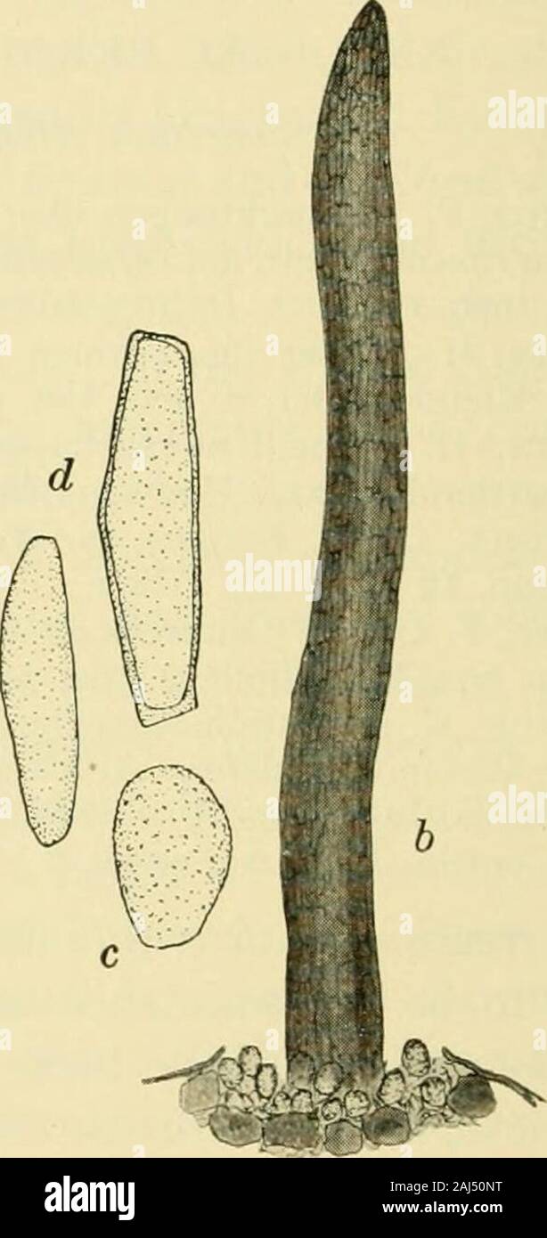 Fungous diseases of plants . Fig. 211. Cronartium Ribicola a, sori on currant leaf; b, sorus and teleutosporic column; c and d,uredospores and teleutospores 1 During June, 1909, the aecidial stage of this fungus was found in a nurseryof three-year-old white pine seedlings imported from Germany. Many seedlingsof this importation have been distributed to several northeastern states and toCanada. A determined effort is being made to inspect all plantings, to destroythe diseased stock, and also to prevent further importation of the infected whitepine seedlings. Inspection of such seedlings at the Stock Photo