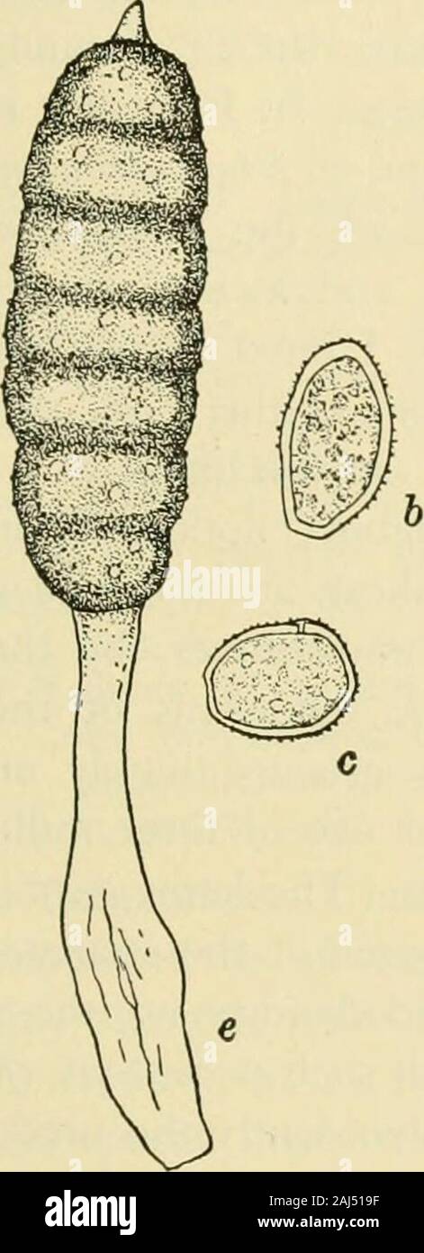 Fungous diseases of plants . nt. Bandi, W. Beitrage zur Biologic der Uredineen (Teil I). Hedwigia 42:118-136. 1903. The various species of Phragmidium are parasitic upon differentrosaceous hosts. No species of these rusts produces any veryserious disease of a cultivated variety ; nevertheless, considerationshould be given to a general study of one member of this genus.The fungus above indicated occurs commonly in moist regionsupon several wild roses. Spermogonia and aecidia (caeoma type)arc produced on the stems, petioles, leaf veins, etc., as orange-red pustules, sometimes inclosed by paraphy Stock Photo