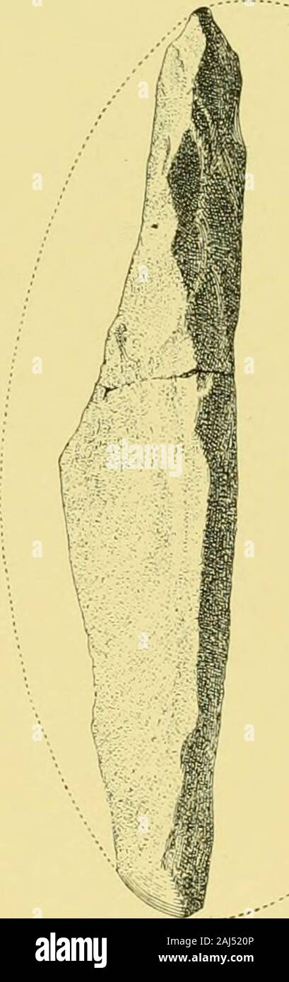Annual report of the Bureau of Ethnology to the Secretary of the Smithsonian Institution . RELATION OF THE FLAKED BLADE TO THE PARENT BOWLDER ACTUAL SIZE) Stock Photo