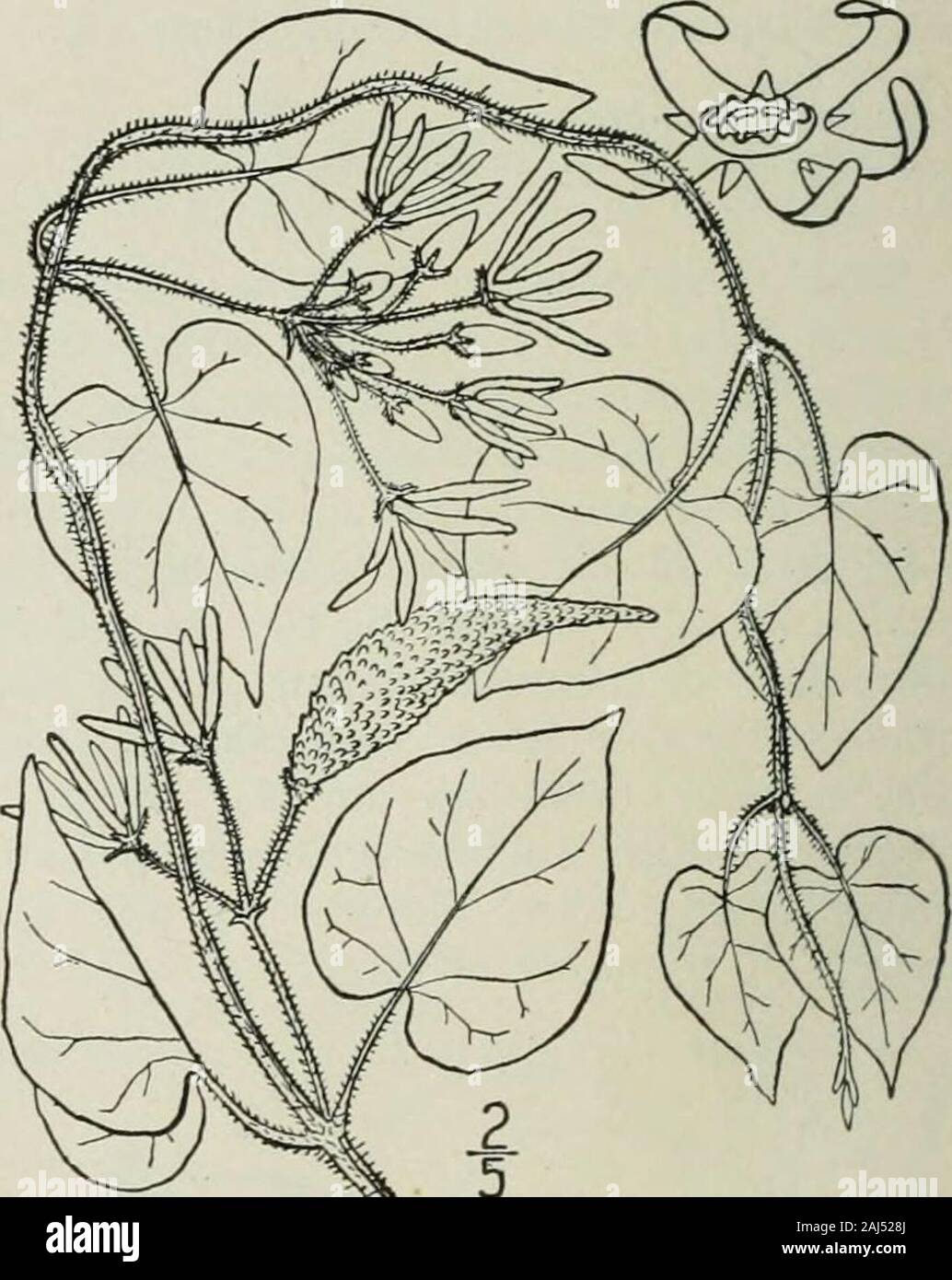 An illustrated flora of the northern United States, Canada and the British possessions : from Newfoundland to the parallel of the southern boundary of Virginia and from the Atlantic Ocean westward to the 102nd meridian . 5. Vincetoxicum carolinense (Jacq.) Britton.Carolina incetoxicum. Fig. 3420. Cynanchum carolinense Jacq. Coll. 2: 228. 1788.G. carolinensis R. Br.; R. & S. Syst. 6: 62. 1820.V. carolinense Britton, Mem. Torr. Club 5 : 265. 1894. Stem hirsute. Leaves broadly ovate, acute orshort-acuminate at the apex, deeply cordate at thebase with a narrow or closed sinus, 3-/ long, 2-shwide, Stock Photo