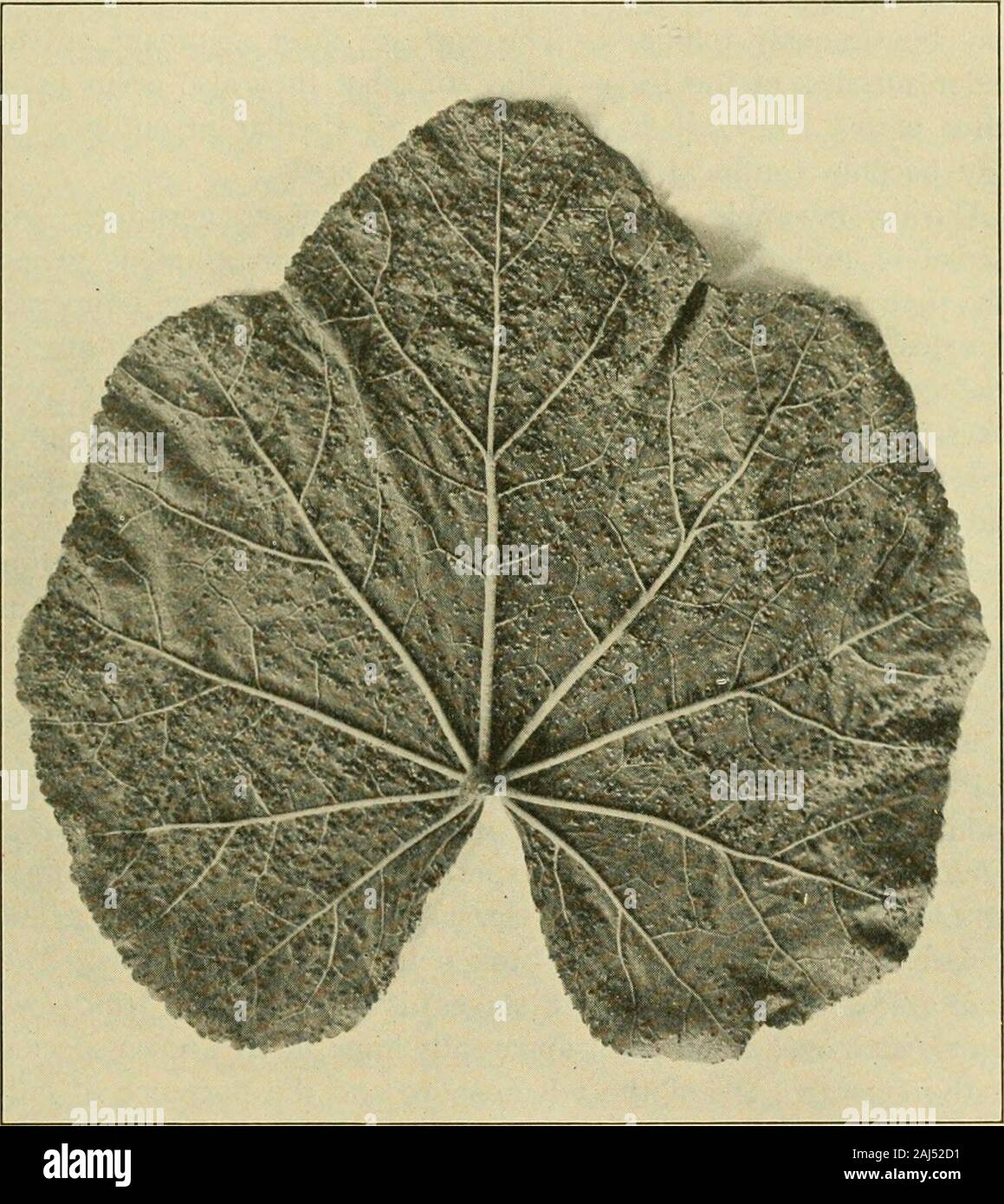 Fungous diseases of plants . 6 X 14-20/L1. Paraphyses are abundant. Tranzschel deter-mined that uredospores kept over winter at St. Petersburg werecapable of germination the following spring. The teleutospores generally appear in small groups among theuredospores and later supplant these entirely. The pustules aregenerally pulverulent and chestnut-brown. The teleutospores arefrom very light to reddish brown upon the different hosts. Ingeneral form they are elliptical, deeply constricted, and the twocells are more or less equal, often subspherical. They separatereadily. These spores are provide Stock Photo