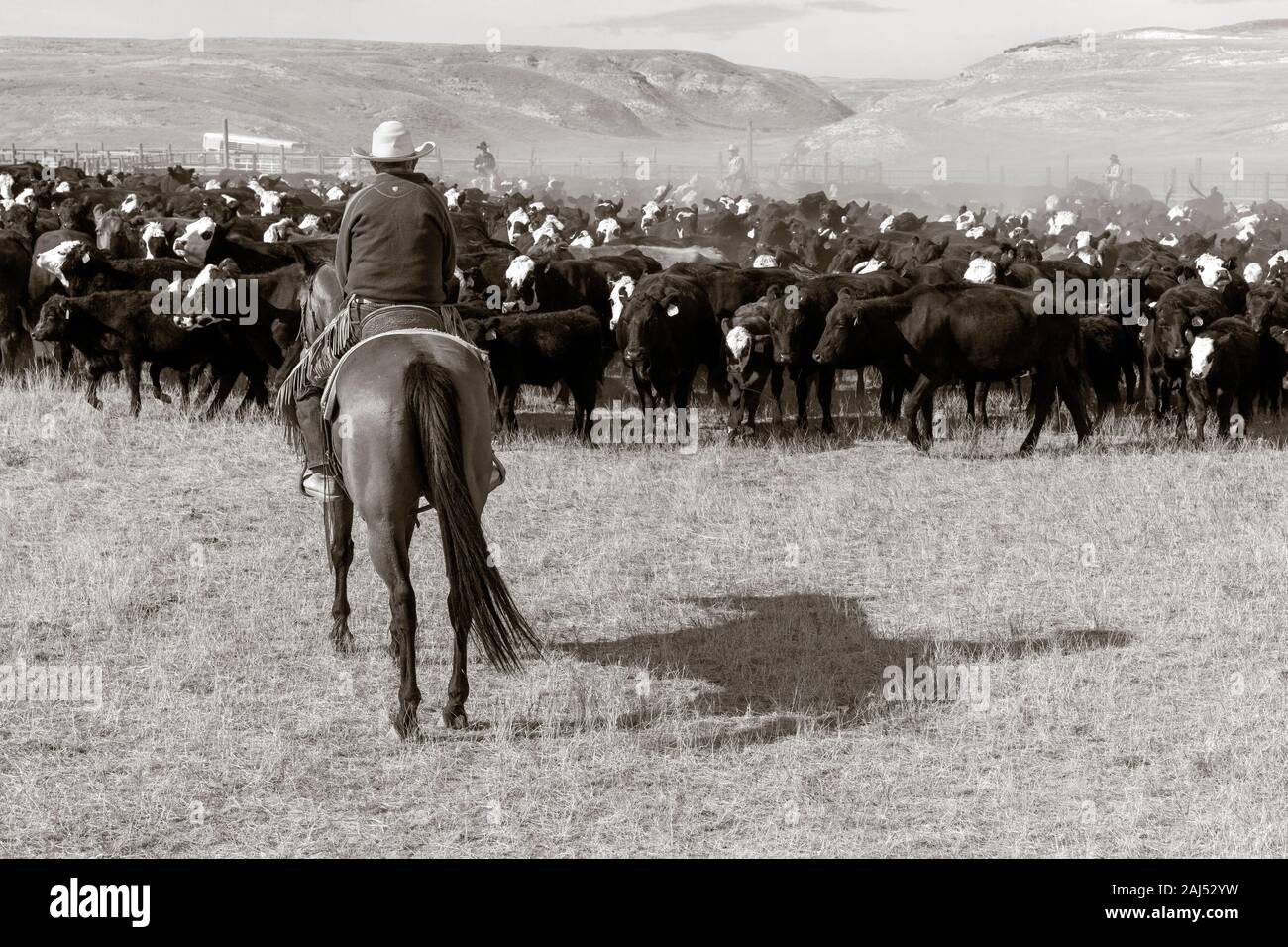 Cowboys cattle hi-res stock photography and images - Alamy