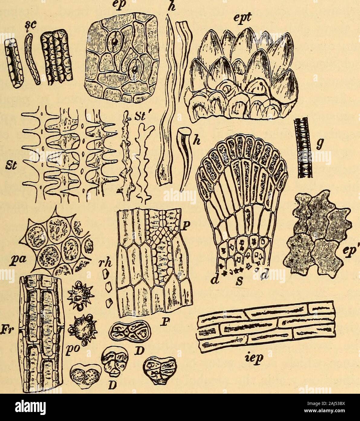 Scientific and applied pharmacognosy intended for the use of students in pharmacy, as a hand book for pharmacists, and as a reference book for food and drug analysts and pharmacologists . Fig. 296.—A portion of a plot of Chrysanthemum cinerariifolium, the flowers,which somewhat resemble the common white or field daisy, furnish the Dal-matian insect powder.—After Newcomb. the ray florets are reddish-brown or reddish-purple, attaining a lengthof 15 mm., being somewhat plicate, unequally blunt, 3-toothed andhaving 7 veins; disk florets tubular, yellow, the corolla scarcelylonger than the brownish Stock Photo