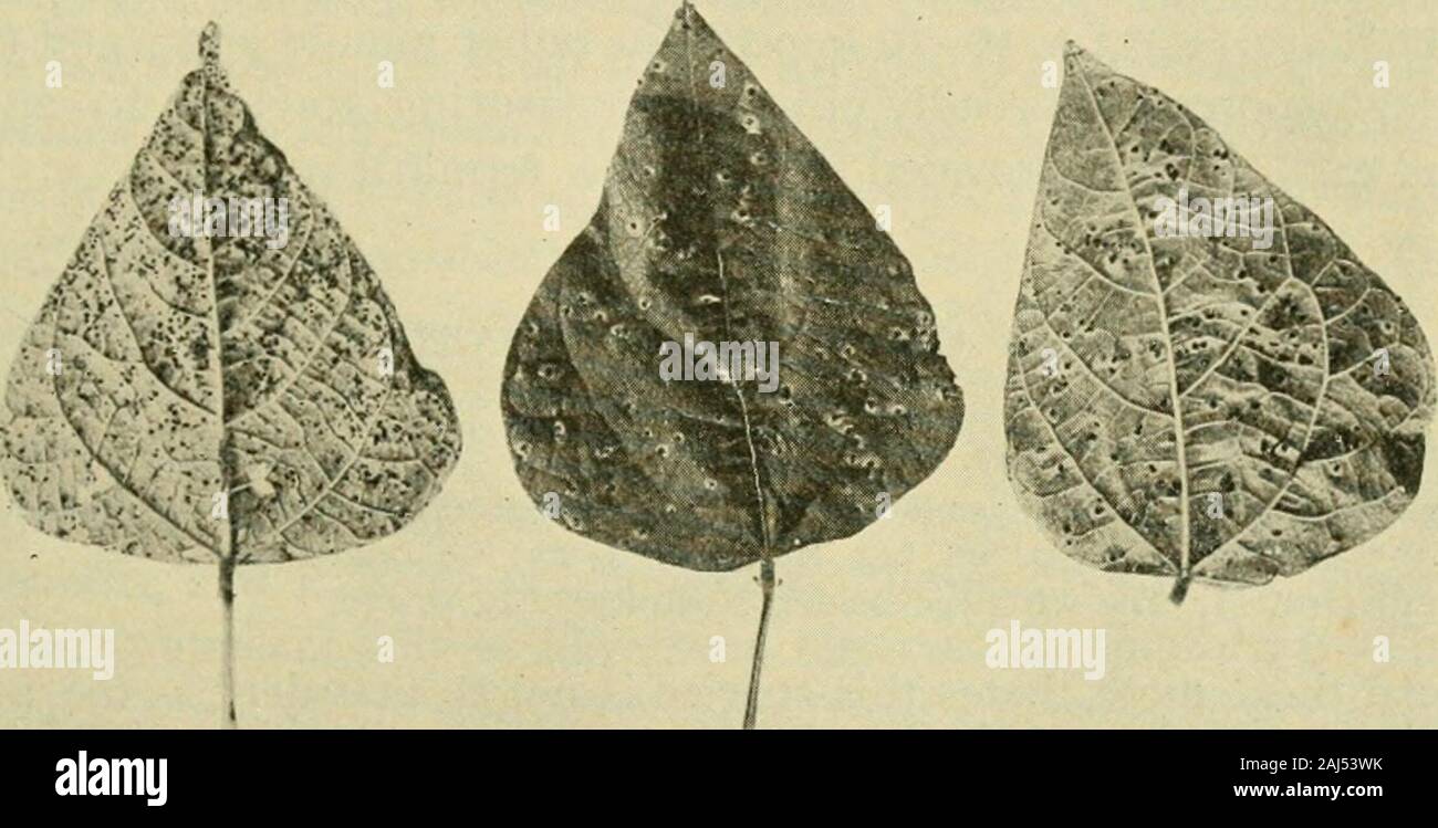 Fungous diseases of plants . Uromyces Trii-oi.h: Clovkk Rust PR() r( )BAS1I)1()MVCETES 397 advances. These spores are 20-35 X 15-22/u., and a spore ger-minates by the production of the characteristic promyceHum, di-vided ordinarily into four cells, each producing its sporidium. Thegermination of the teleutospore would seem to take place ordinarilyseveral weeks prior to the appearance of the spermogonium andaecidium, both of which arise only from teleutosporic infection.The failure of the spermogonia and ascidia on red clover, pre-viousl) referred to, may also indicate that the teleutosporic fo Stock Photo