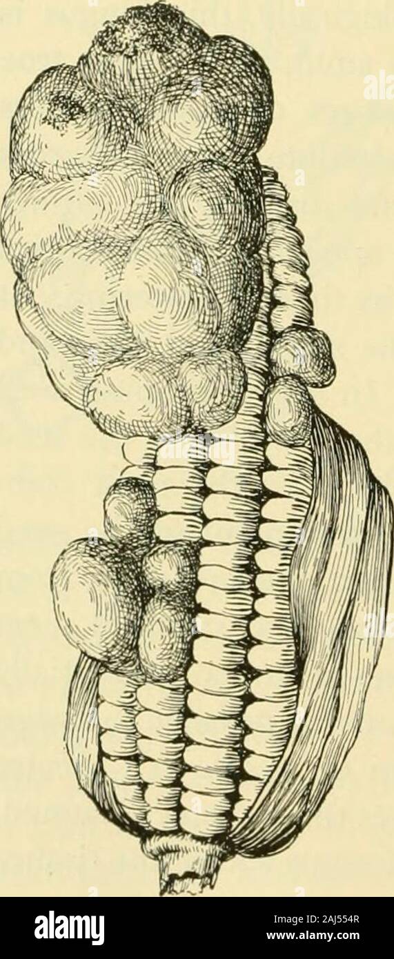 Mycosarcoma Common smut of maize hi-res stock photography and images - Alamy