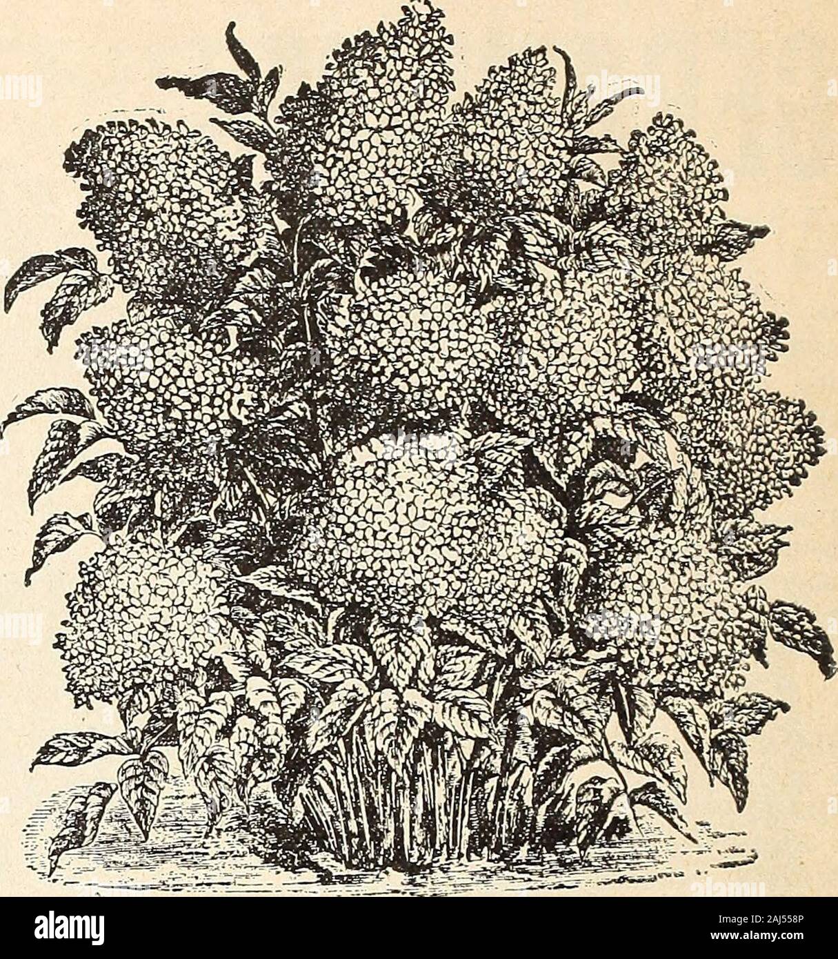 Horitucultural guide : spring 1892 . s. HYDRANGEAS. *RED BRANCHED—New—This new Hydrangea is declaredby the introducers to be the best of the Hortensis class everproduced. The trusses are larger and brighter than thoseof Otaska, and it produces bloom in great profusion. Price,each, 75 cts. NEW DOUBLE PINK (H. Stellata Rubra Plena)—This is avaluable acquisition. The flowers are perfectly doubleand are a beautiful rosy-red in color. It is a singularlybeautiful object when in full bloom. As hardy as otherJapan sorts. Price, each, 50 cts. NEW WHITE FRINGED (H. Stellata Fimbrlata^—A veryhandsome var Stock Photo