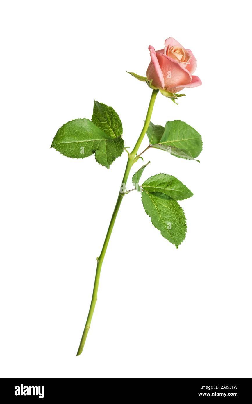 One pink rose on a long stalk with green leaves, isolated on a white background, side view Stock Photo
