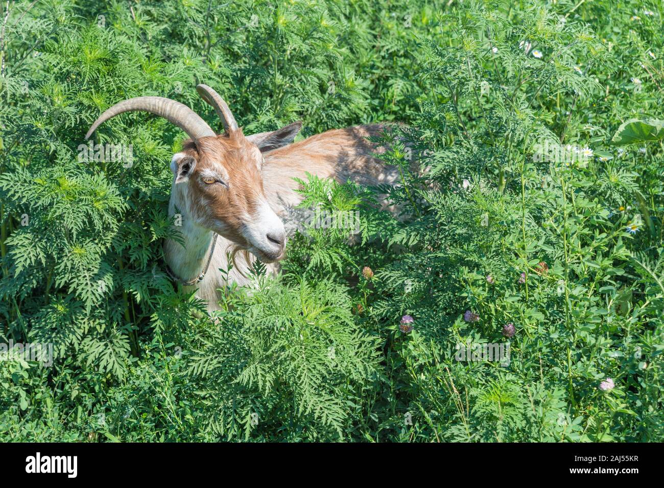 Portrait of a brown goat with yellow eyes grazing in a meadow with lush grass on a bright summer day Stock Photo