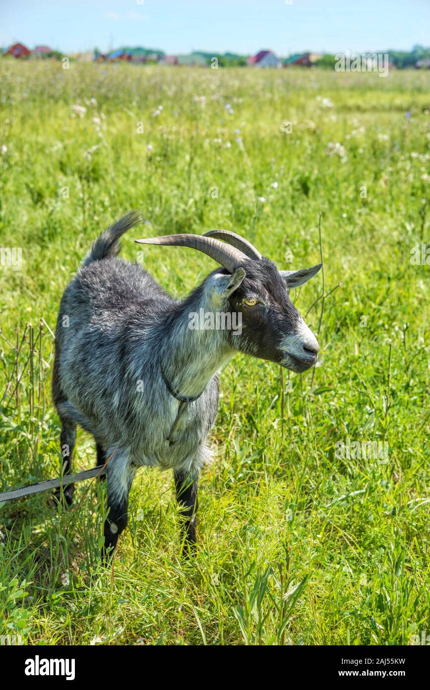 Portrait of a black and white horned goat with yellow eyes grazing in a meadow with lush grass on a bright summer day Stock Photo