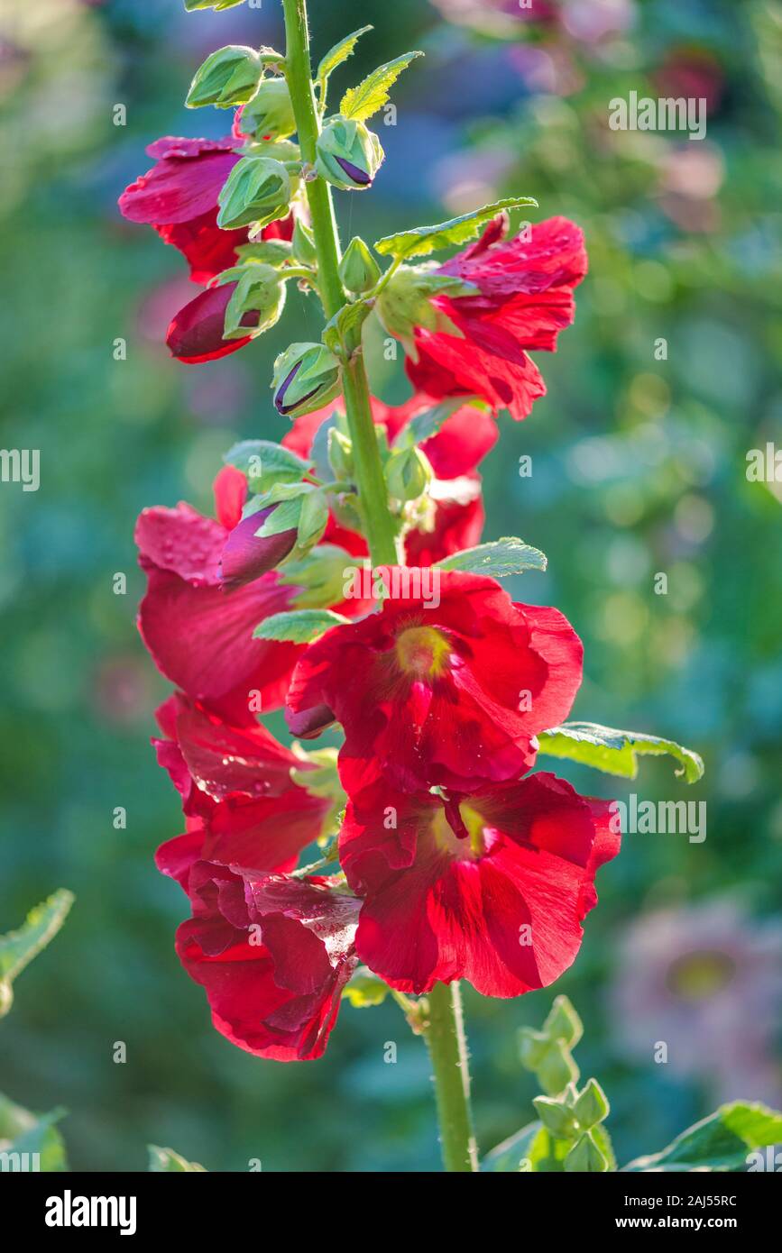 Beautiful red flowers of mallow in backlight outdoors close-up in summer garden. Blooming musk mallow in early sunny bright morning Stock Photo