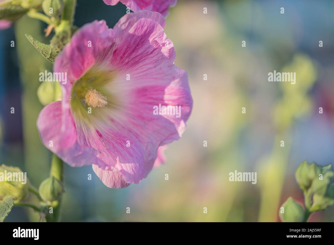 Beautiful pink flower of mallow outdoors close-up in summer garden. Blooming musk mallow in early sunny bright morning Stock Photo