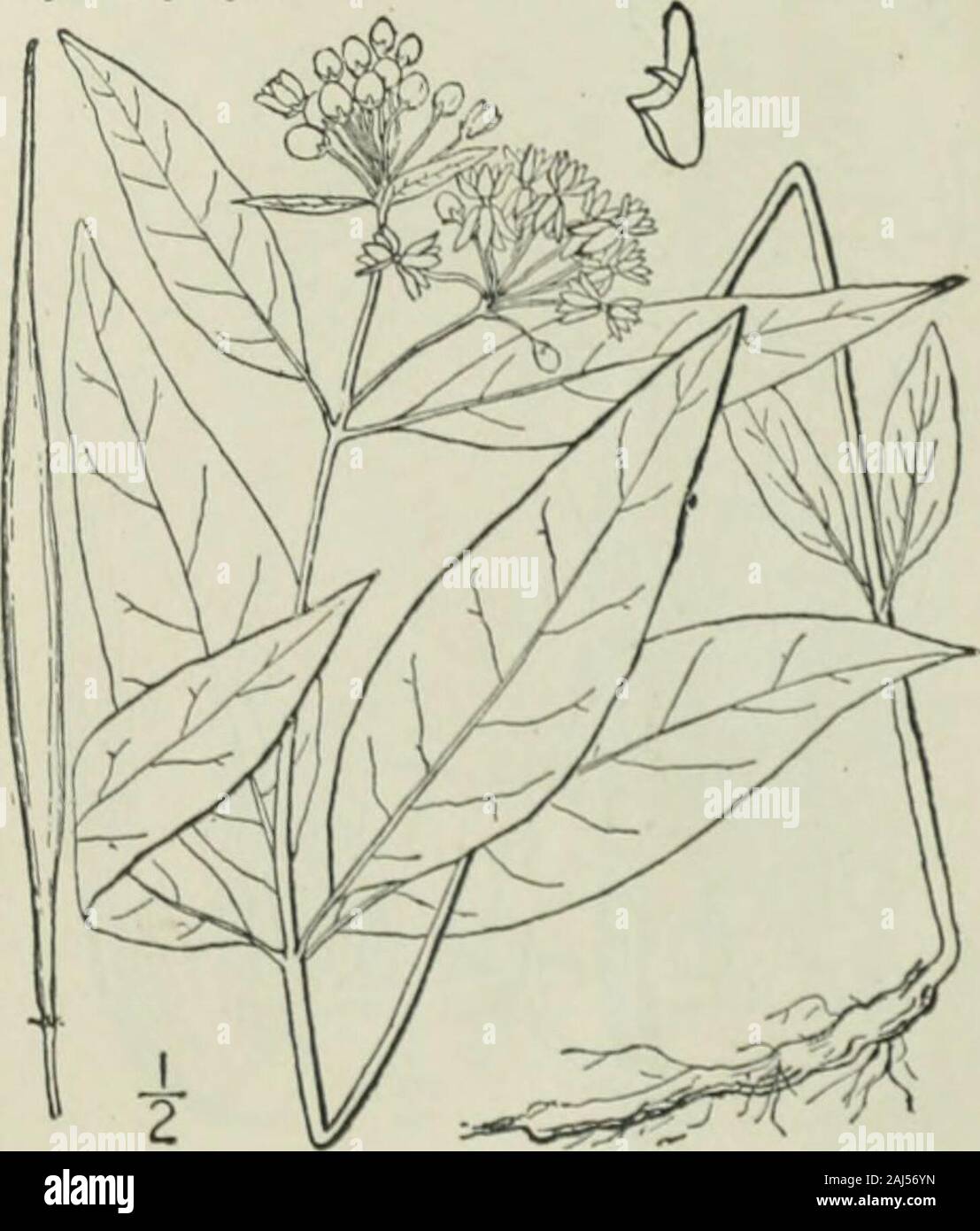 An illustrated flora of the northern United States, Canada and the British possessions : from Newfoundland to the parallel of the southern boundary of Virginia and from the Atlantic Ocean westward to the 102nd meridian . 15. Asclepias quadrifolia J acq. Four-leaved Milkweed. Fig. 3397. A. quadrifolia Jacq. Obs. Part 2. 8. pi. 33- 1767. Stem slender, simple, i°-2° high, usually leaf-less below. Leaves thin, sparingly pubescent onthe veins beneath, ovate to lanceolate, 2-6 long,h-2h wide, acute or acuminate, narrowed orrounded at the base, or the lowest pair muchsmaller, obovate and obtuse, the Stock Photo