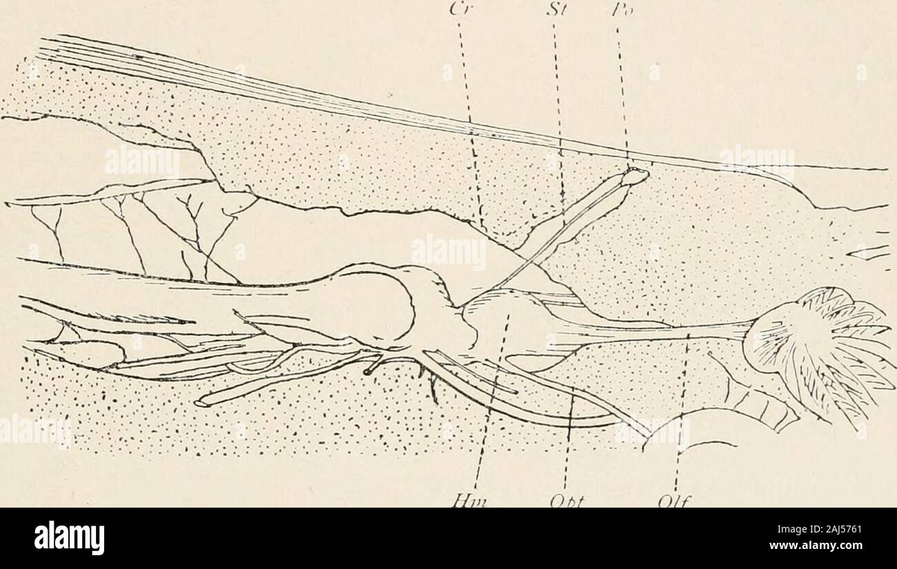 The morphology and evolutional significance of the pineal body : being part I of a contribution to the study of the epiphysis cerebri with an interpretation of the morphological, physiological and clinical evidence . he structure is awide evaginat ion extending from the roof of the interbrain andconnected with the comniissura habenularis. It reach-,- for-ward to a fossa, in the roof of the skull. Cat tie11 in ISSJ. also inAci/x nwr xhirio. and Goronowitsch188 in 1SSS, on .lr////xr/-riillnniix, gave similar descriptions of the pineal organ. ( lar-man113 in IX.HI and Johnston1 in 1(.H)I by means Stock Photo