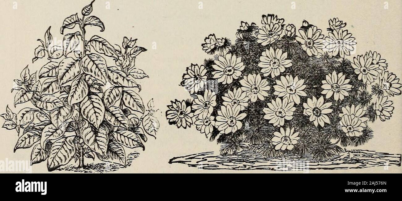 D M Ferry & Co's seed annual 1875 . AC&OCLZNIUHi AgrosUs Nebulosa. ALONSOA WAHSZEWICZH.. AMAEANTHUS UelanchoUcus Rubor. ADONIS FLOWER. Stock Photo