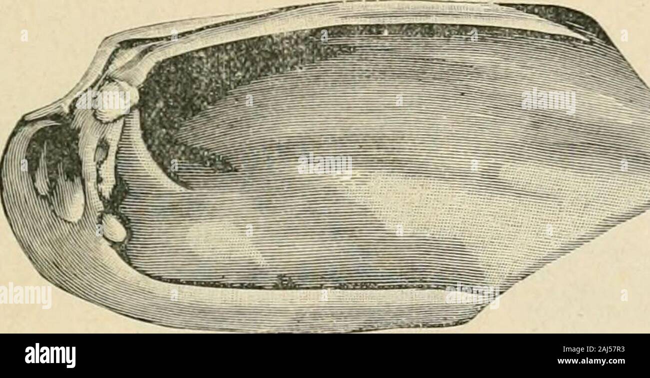 Ontario Sessional Papers, 1891, No.19-33 . Fig. 120. (Half Size). Fig. 120 is also from the Clearville village site and shows how the wearing ofthe edge would be produced by a person using the right hand.. Fig. 121. (Full Size). From the above figure it may be concluded that the user employed both handsalternately. This excellent specimen is from Fairchilds Creek, and was pre-sented to us by Mr. E. C. Waters, Brantford. Stock Photo