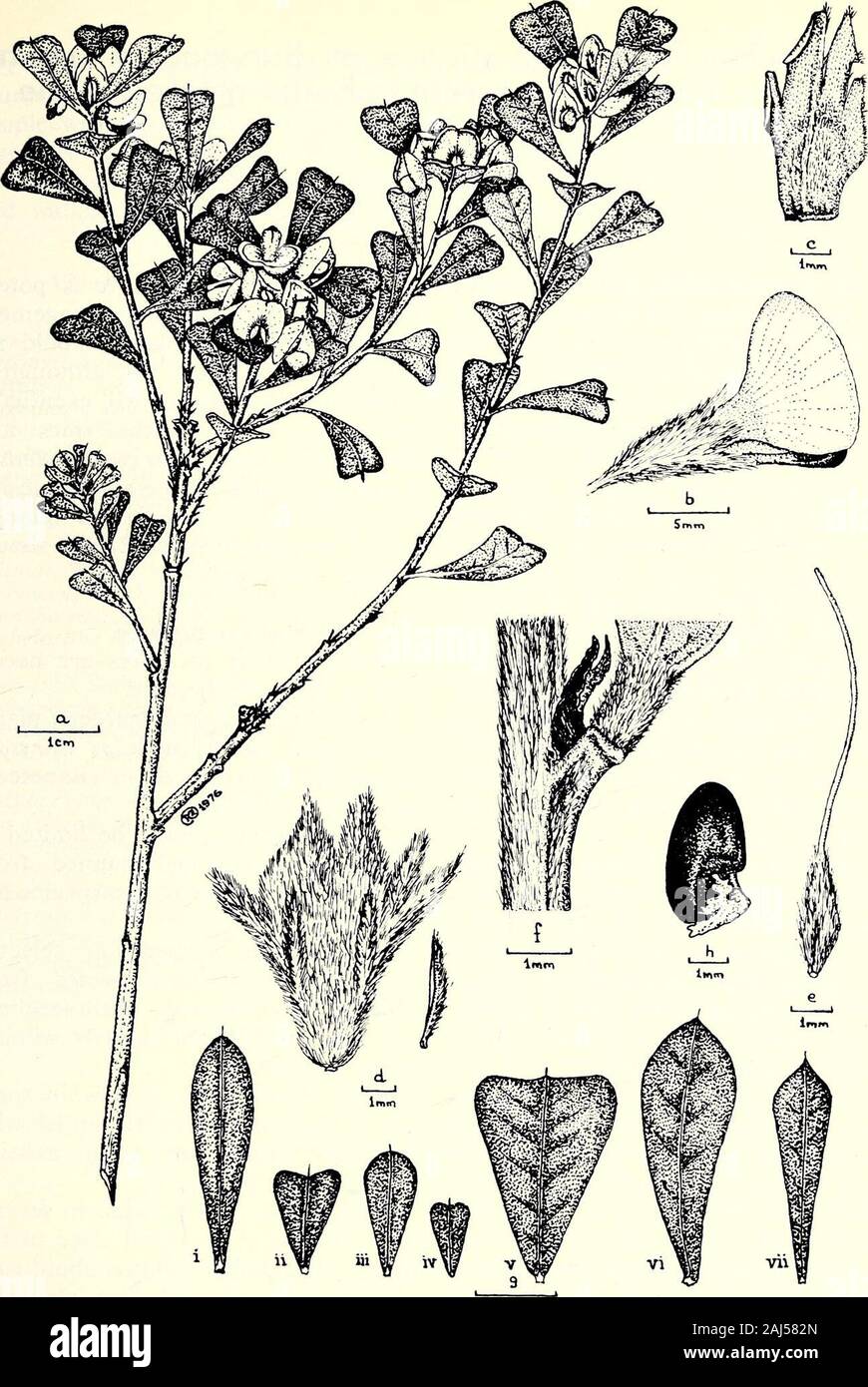 The Victorian naturalist . lismentions a narrow-leaved form fromMts Ida and Korong, and two distinctleaf forms are reported to occur onWilsons Promontory but no collec-tions from the latter area have beenseen. Acknowledgements: I wish to thank the National Her-barium, Melbourne, for permission tostudy the collections and Dr Jim Ross,Senior Botanist, for advice and en-couragement. REFERENCES: Bentham, G. (1864). Flora Australiensis, Vol. 2 (Lovell Reeve & Co., London).Churchill, D. M. and de Corona A. (1972). The Distribution of Victorian Plants. (The Dominion Press: Blackburn.)Thompson, Joy (1 Stock Photo
