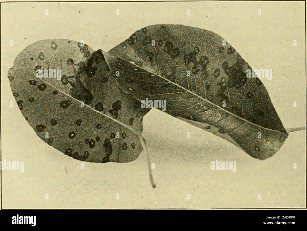 Fungous diseases of plants . Fig. 175. Leaf Blotch of Rose 358 FUNGOUS DISEASES OF PLANTS XLIX. LEAF SPOT OF THE PEAR Septoria Pyricola Desm. DuGGAR, B. M. Some Important Pear Diseases. Leaf Spot. Cornell Agl.Exp. Sta. Built. 145: 597-611. figs. 1^7-16^. 1898. The leaf spot of pear is a disease whicli may be readily dis-tinguished from the leaf blight subsequently described. It occursthroughout the eastern United States as an important fungus, both. Fig. 176. Leaf Siot of Pear in orchards and nurseries. It is probably found throughout NorthAmerica and is reported from various parts of Europe. Stock Photo